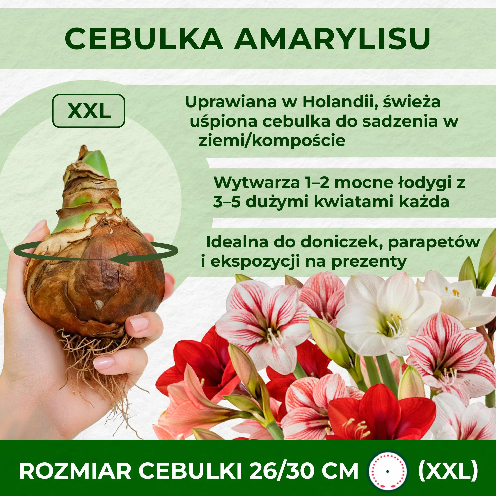 Cebula Amaryllis Celica 26/30 Hippeastrum z Holandii