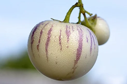 Melon żarówka, żarówka melonowa Pepino - Solanum muricatum