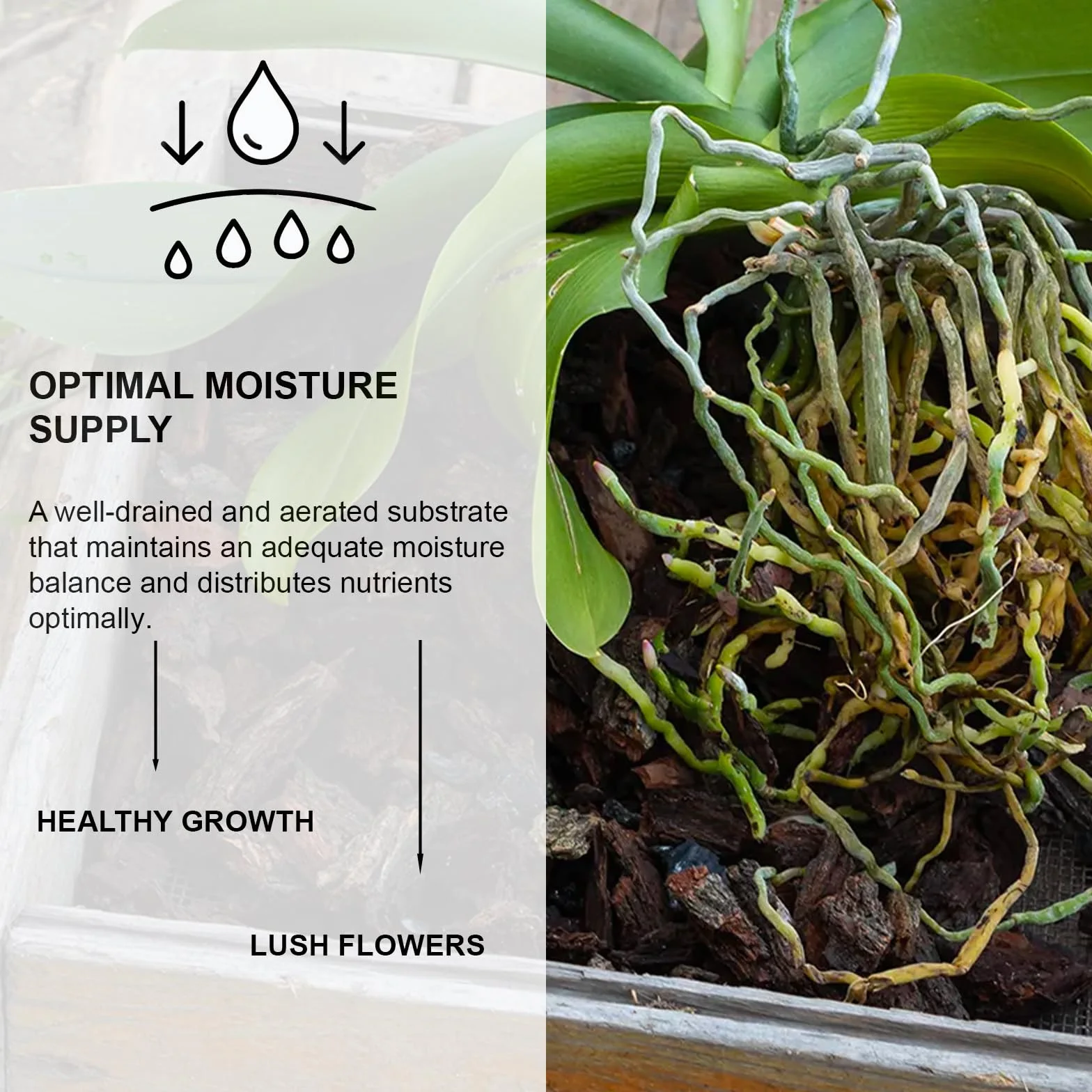 Kalapanta - Ziemia doniczkowa do storczyków Cymbidium. Mieszanka kory i torfu. Profesjonalne. Organiczny 100% naturalny, 2 litry