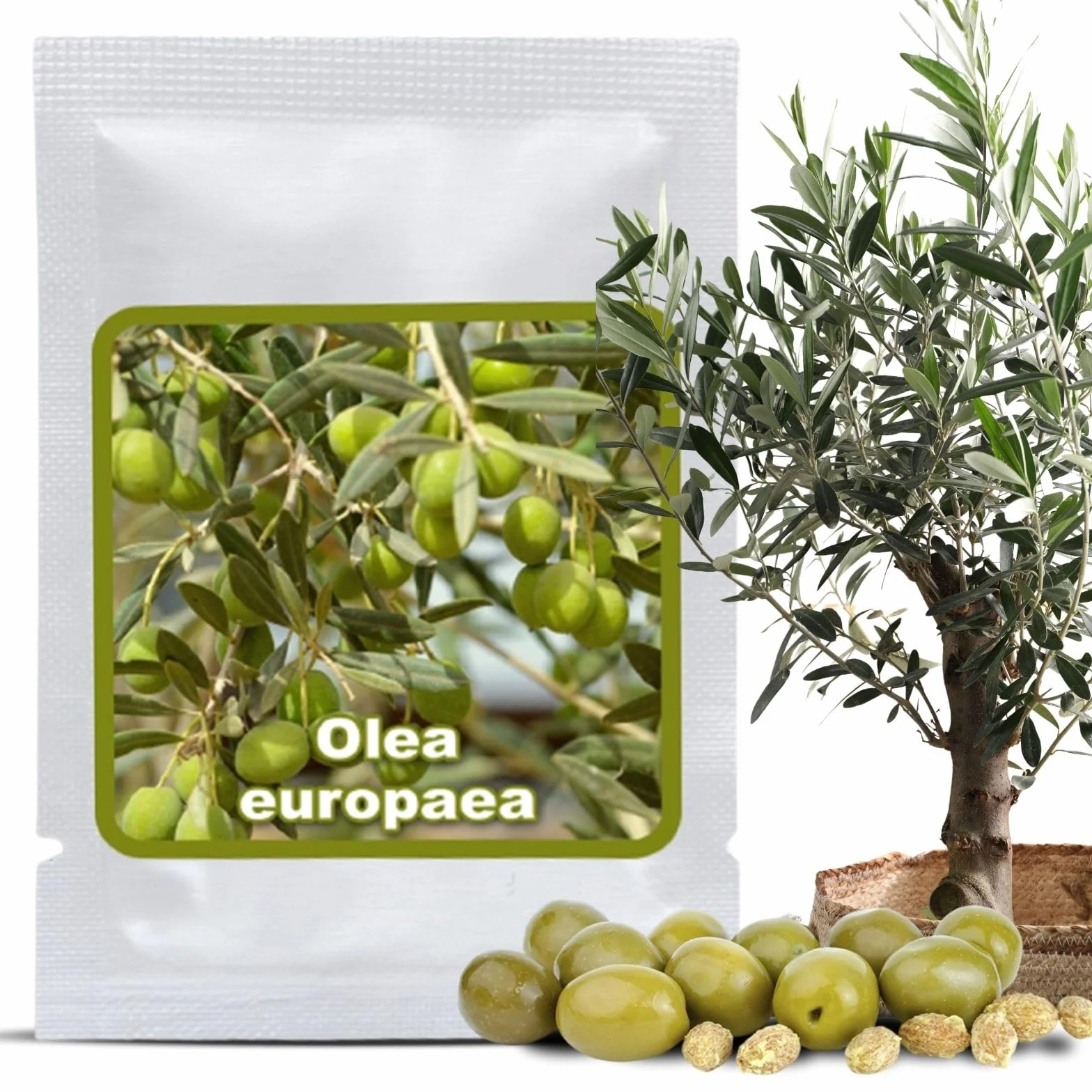 Nasiona Oliwki Olea europaea 10 Szt. Drzewko Śródziemnomorskie do Ogrodu Bonsai