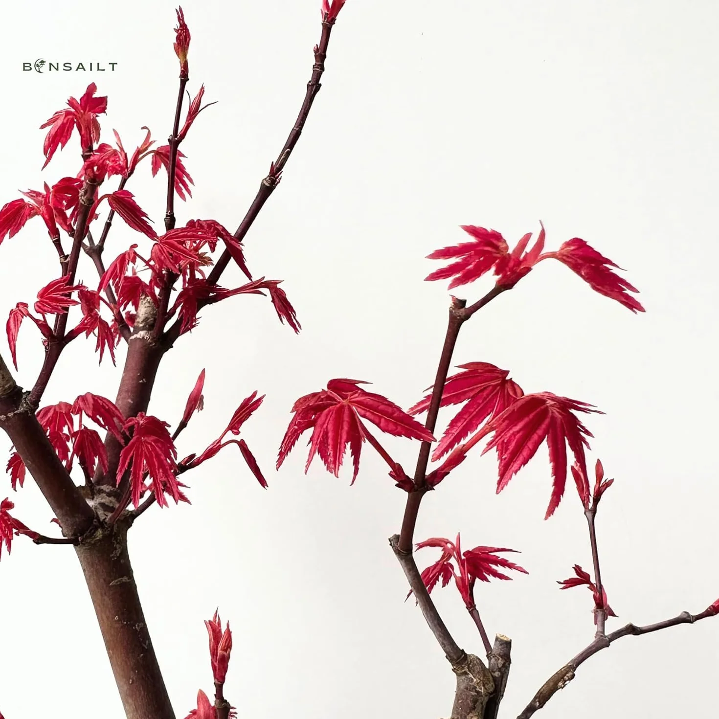 Bonsai z ceramiczną doniczką - 20 cm miska ok. 6 lat, Acer Deshojo/japoński klon wachlarzowy - Acer (klon) Bonsai/Ligustrum, Ficus, Carmona, Podocarpus, chiński elm - ok. 9-11 lat