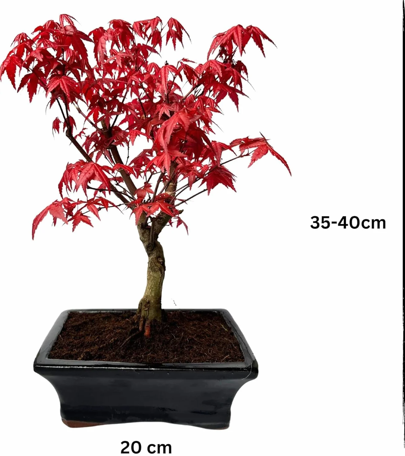 Bonsai z ceramiczną doniczką - 20 cm miska ok. 6 lat, Acer Deshojo/japoński klon wachlarzowy - Acer (klon) Bonsai/Ligustrum, Ficus, Carmona, Podocarpus, chiński elm - ok. 9-11 lat