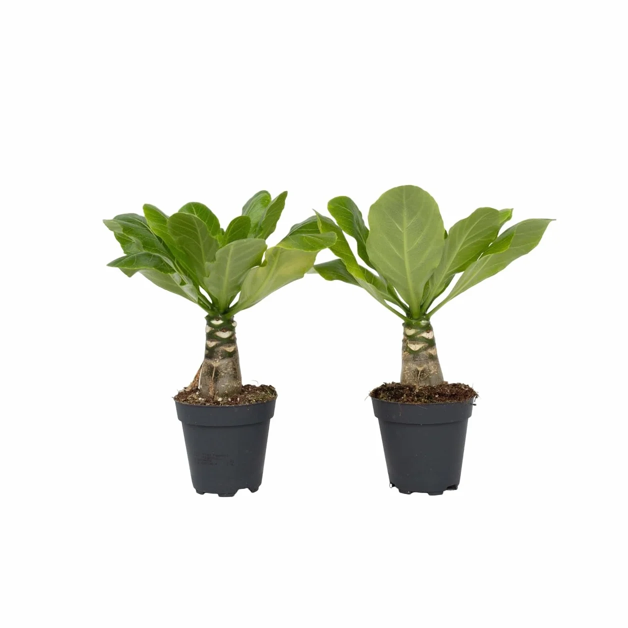 Brighamia Insignis Palma Hawajska Zestaw 2 sztuk Doniczka 12cm Wysokość 25-35cm