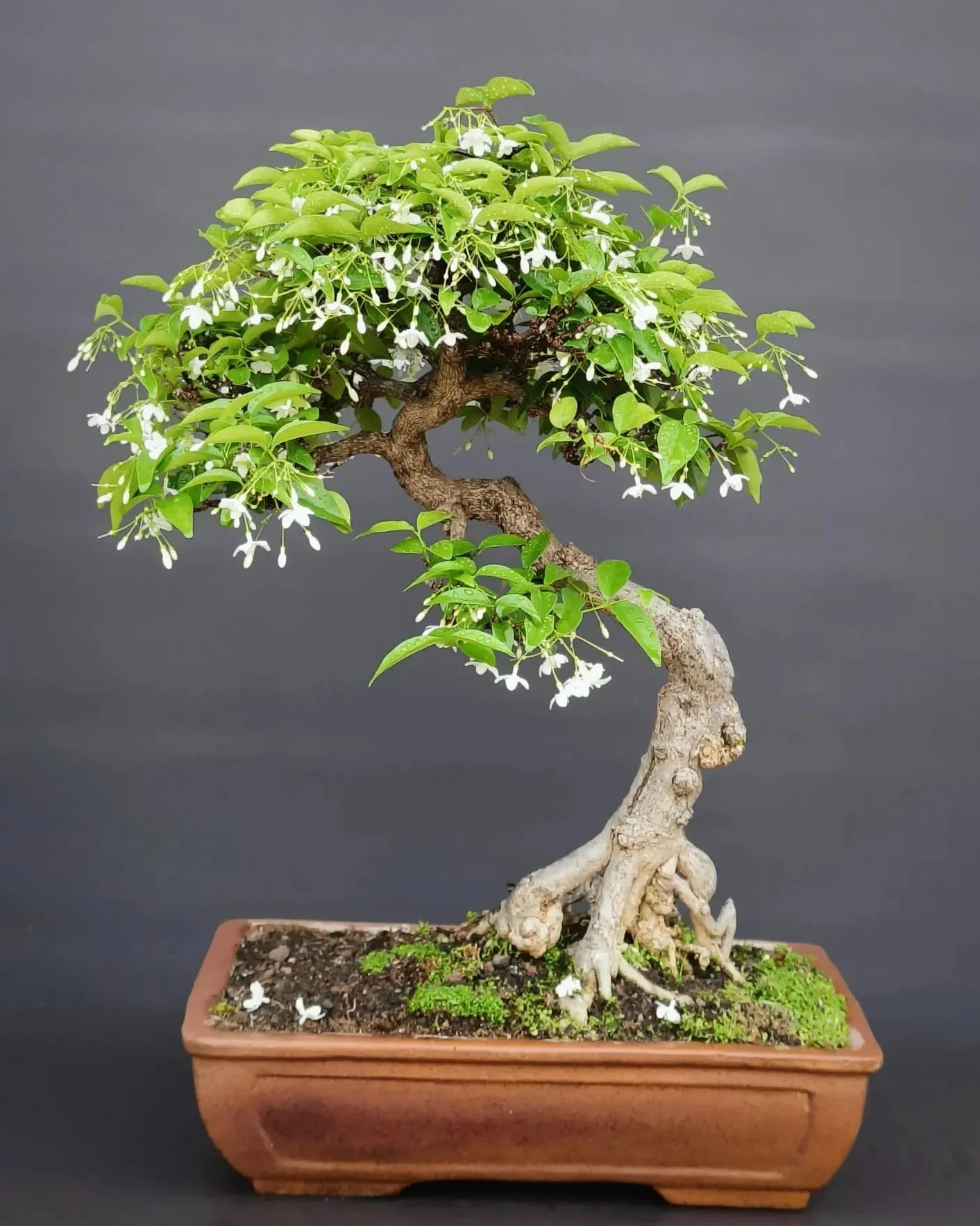 Nojus Zestaw Nasion Drzew Bonsai 7 Rodzajów Torebek Prezent Rośliny Doniczkowe