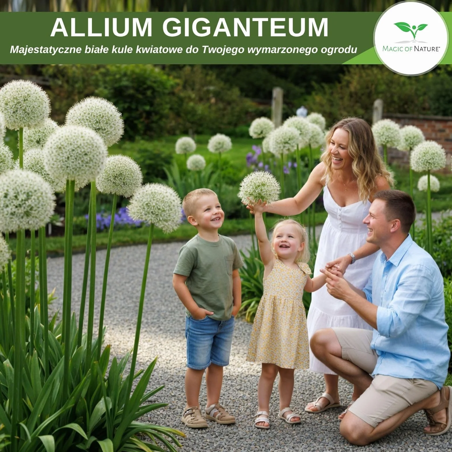 Magic of Nature Nasiona Czosnku Olbrzymiego (30 szt.) Allium giganteum, mrozoodporny i wieloletni - białe kwiaty do 150cm do Twojego ogrodu
