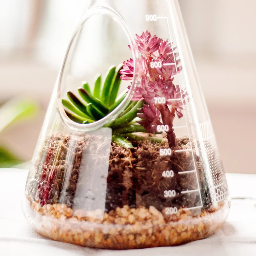 Suck UK Zestaw do terrarium | Uprawiaj własne rośliny terrarium | Zestaw do roślin wewnętrznych | Słoik terrarium, ziemia terrarium i węgiel aktywowany | Prezenty dla roślin i ogrodnictwo dla mężczyzn