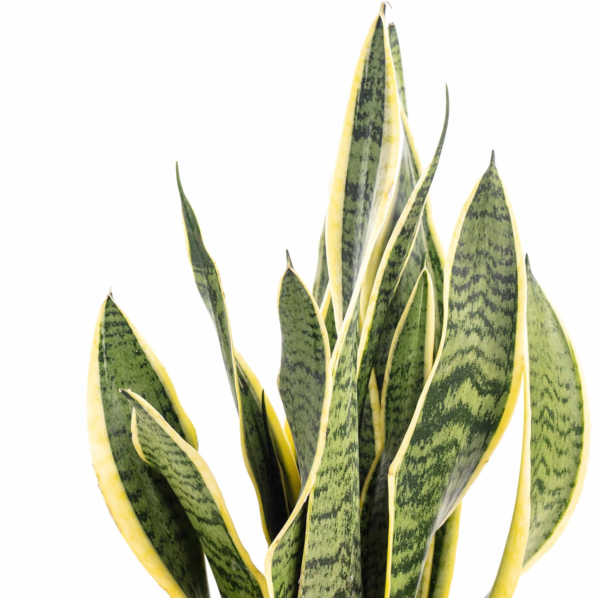 Sansevieria trifasciata Laurentii Wężownica Bogenhanf roślina pokojowa 45 cm doniczka 14 cm