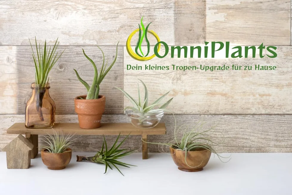 Tillandsien mix 5 sztuk EXTRA T. fuchsii var gracilis Air Plants łatwe w pielęgnacji naturalna dekoracja