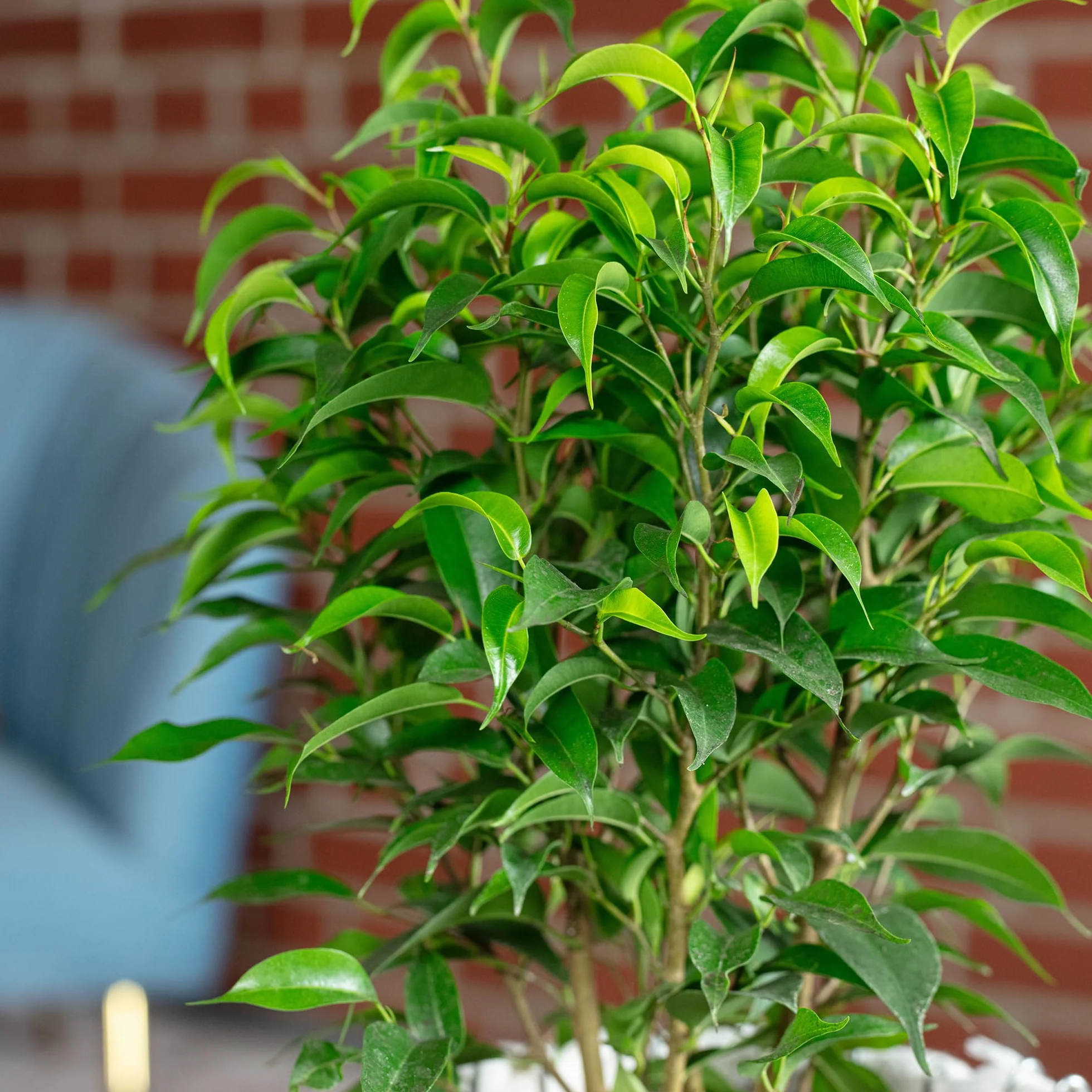 Figa brzozowa "Natasja" rozgałęziona - łatwa w pielęgnacji roślina pokojowa, Ficus benjamini - wysokość ok. 30 cm, średnica doniczki 12 cm