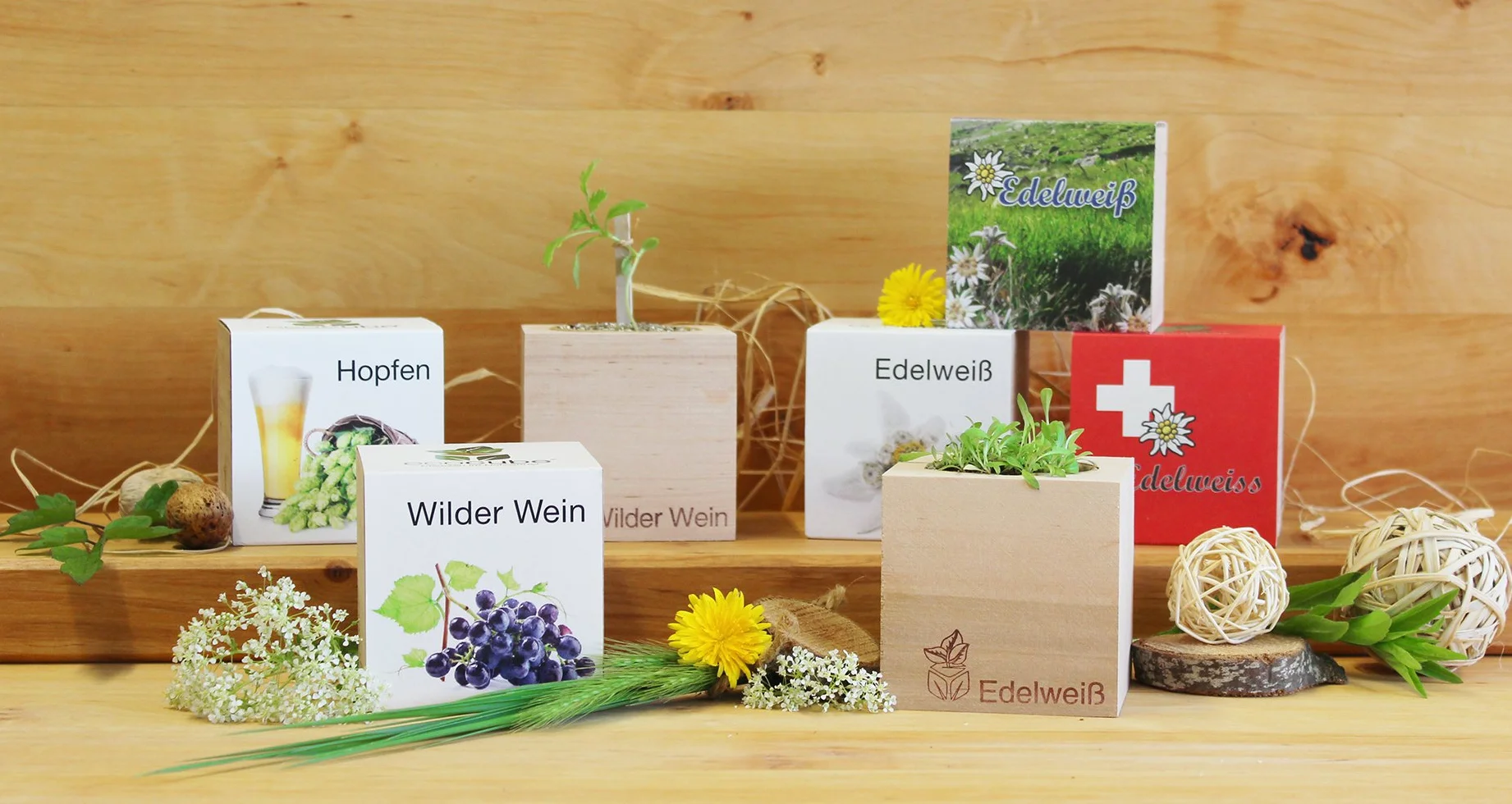 Feel Green Ecocube szarotka szarotka, zrównoważony pomysł na prezent (100% ekologiczna Friendly), zestaw do uprawy, rośliny w drewnianej kostce, Made in Austria