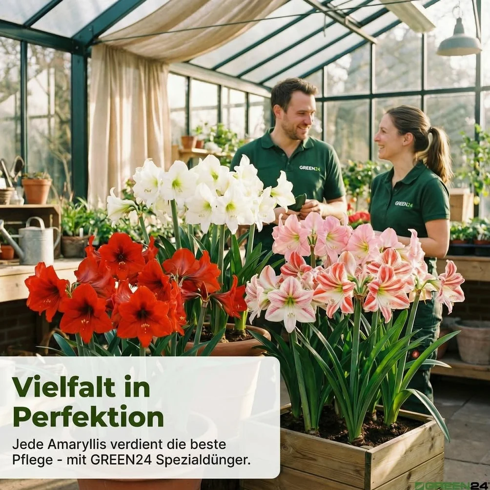 GREEN24 Amaryllis nawóz płynny HIGHTECH na czas bez kwiatów