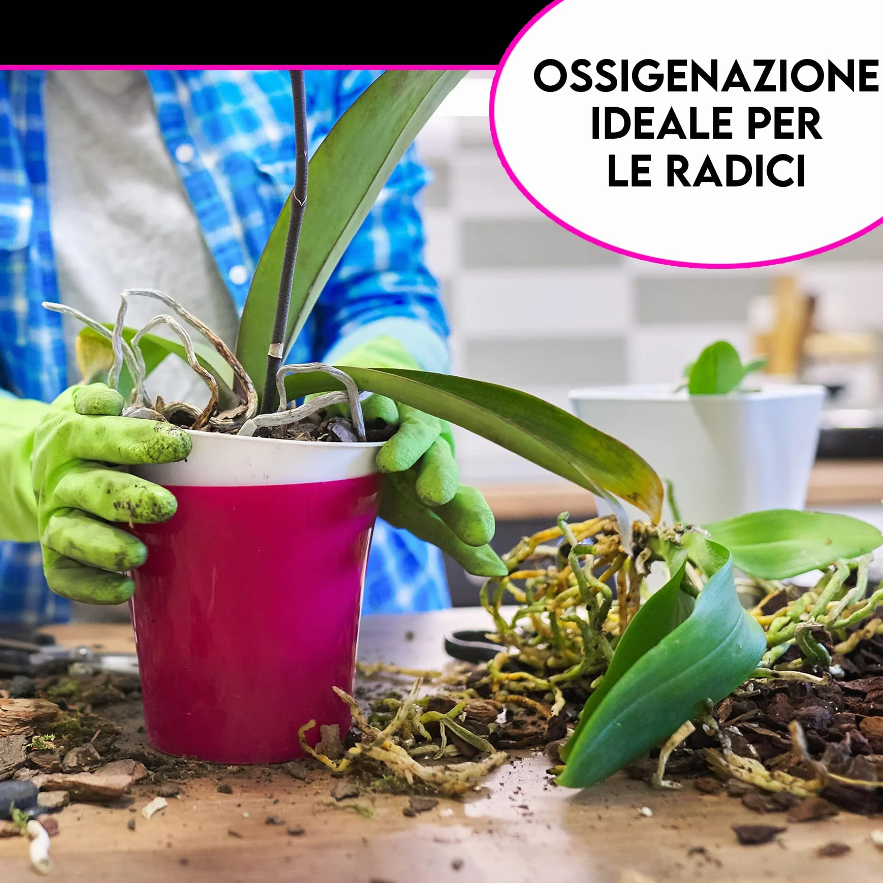 ZOMA GARDEN Premium Orchidee Bark - Naturalna kora do storczyków - umyta, sterylizowana, w 100% przyjazna dla środowiska - 2L (10/15 mm)