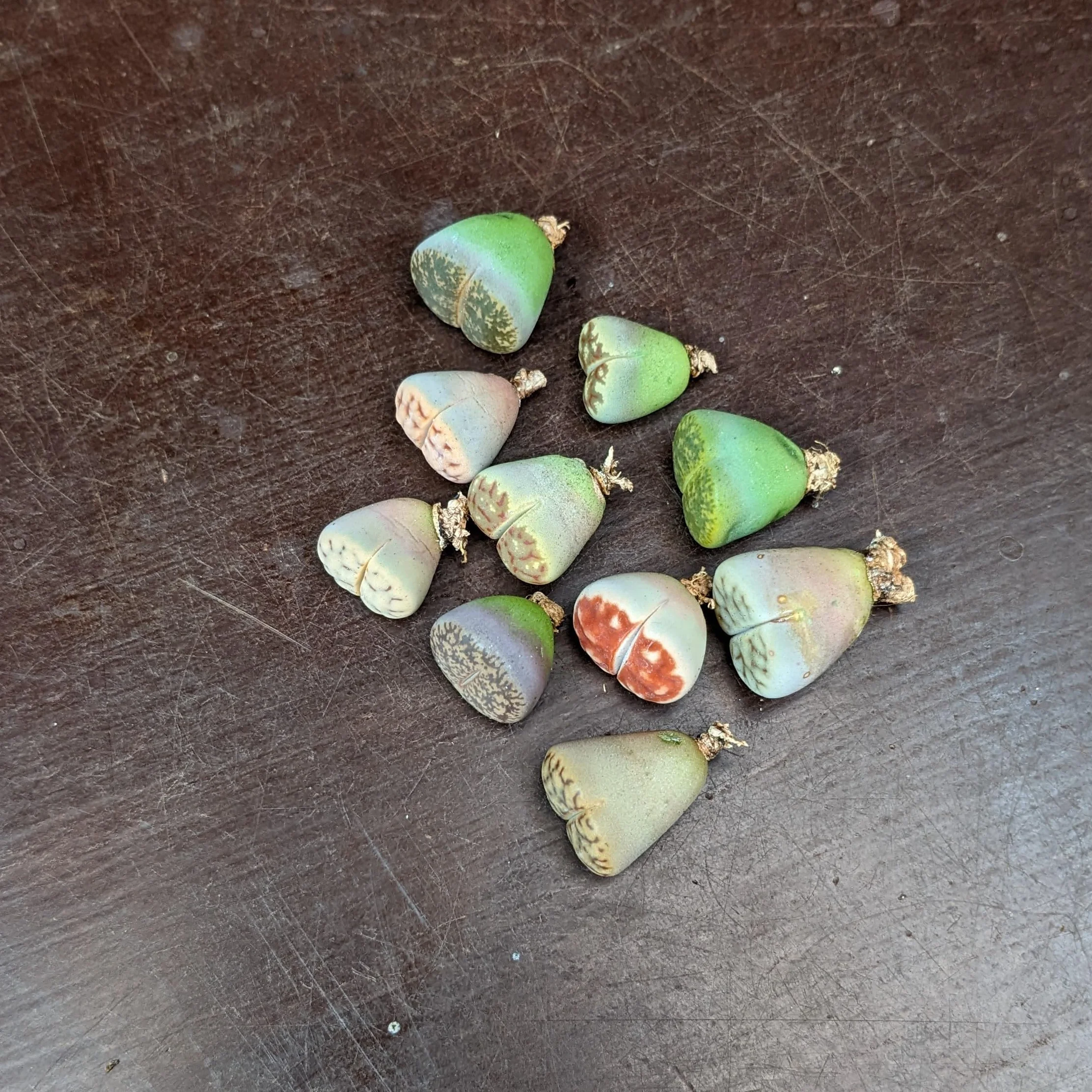 SUNNYPLANTS Lithops mieszanka roślin, rzadkie sukulenty żywe kamienie (10)