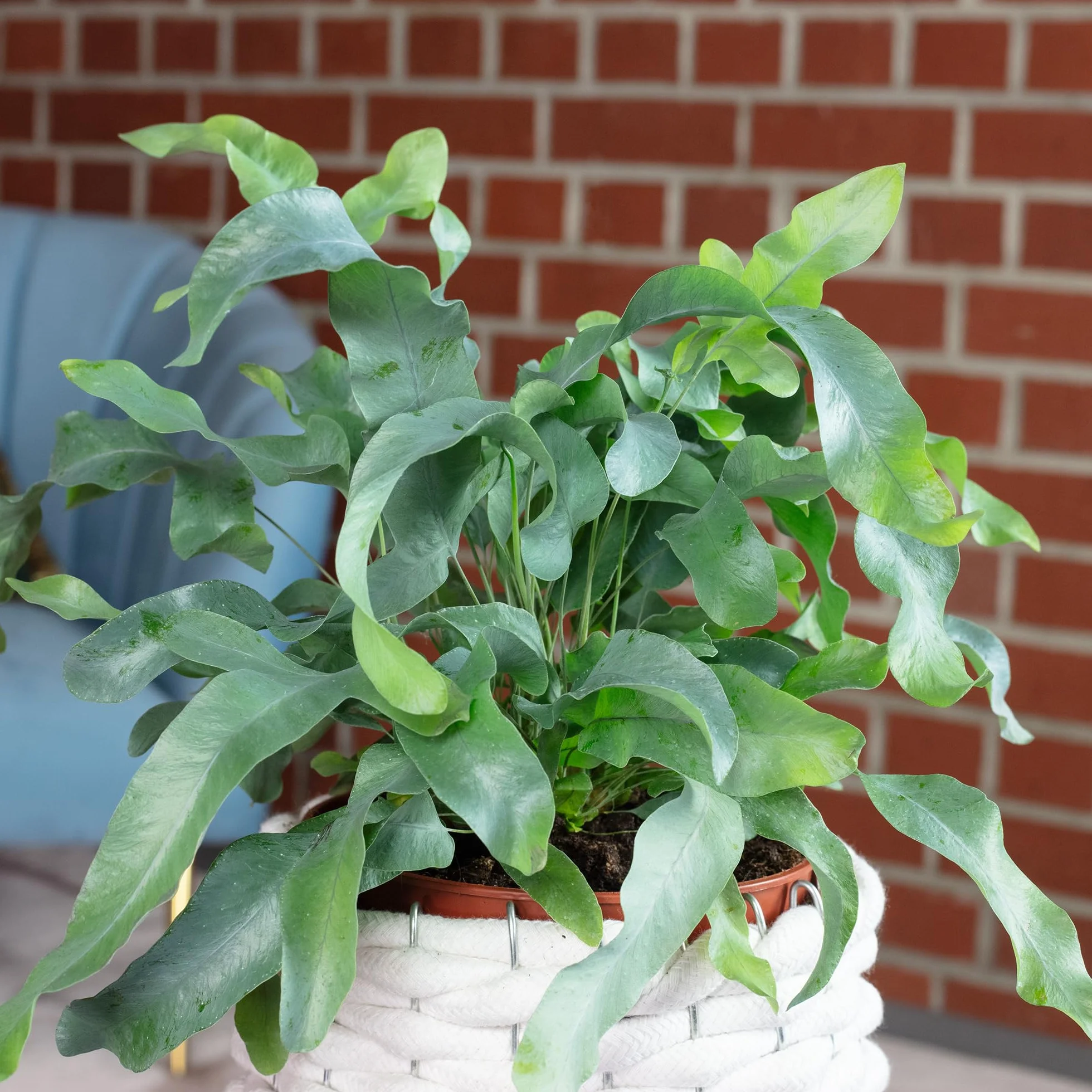 Phlebodium aureum 'Blue Star' Złota paproć roślina pokojowa 40 cm doniczka 14 cm