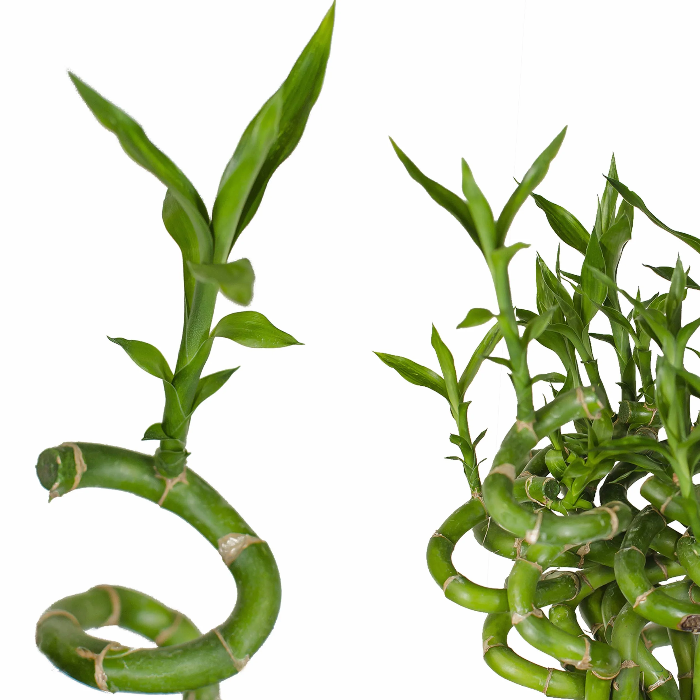 Bambus szczęścia Lucky Bamboo 50 cm spirala Dracaena sanderiana roślina pokojowa