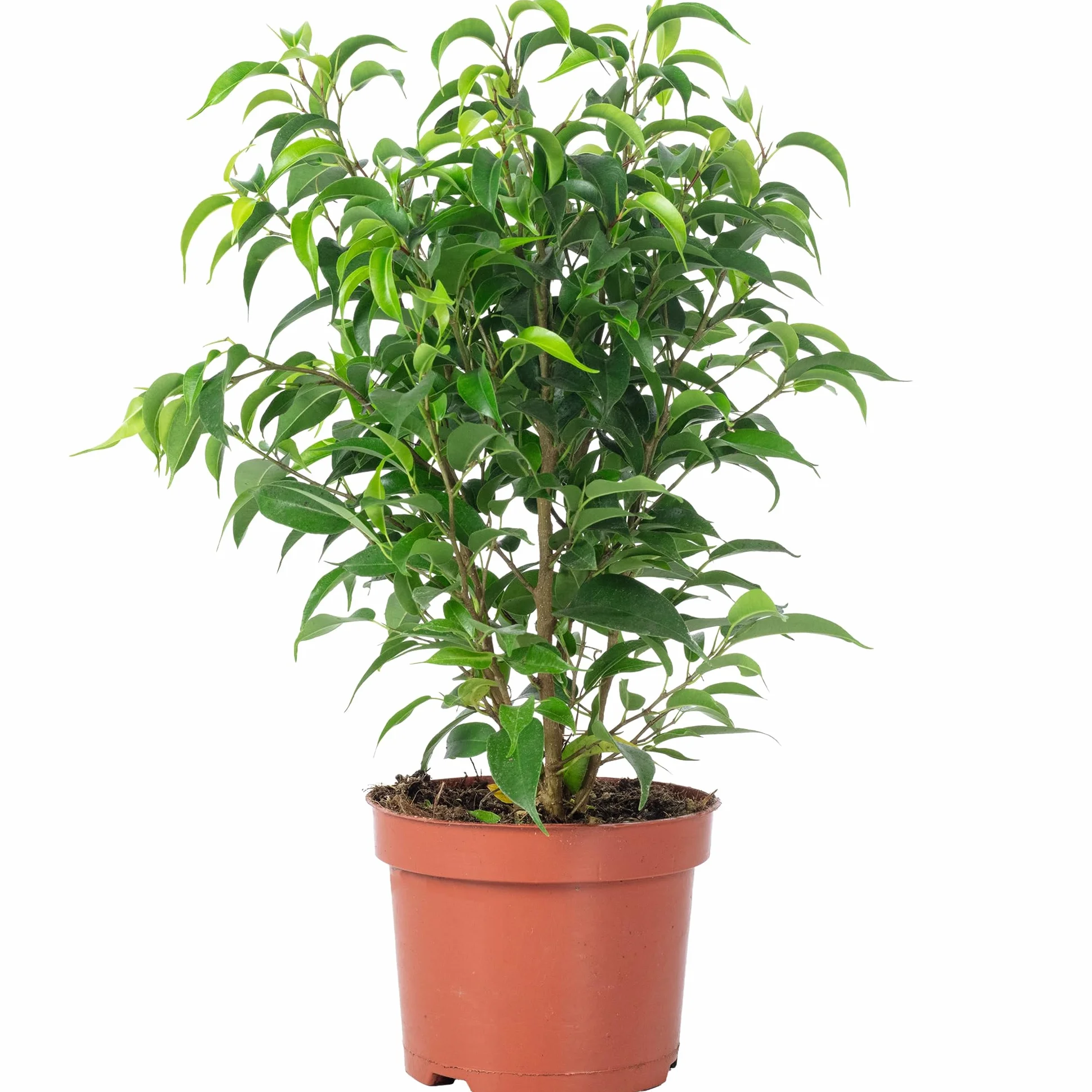 Figa brzozowa "Natasja" rozgałęziona - łatwa w pielęgnacji roślina pokojowa, Ficus benjamini - wysokość ok. 30 cm, średnica doniczki 12 cm