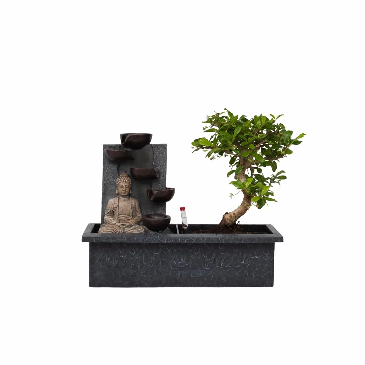 Plant in a Box - Bonsai z systemem nawadniania i płynącym wodospadem nad posągiem Buddy - roślina domowa - Wysokość 25-35cm