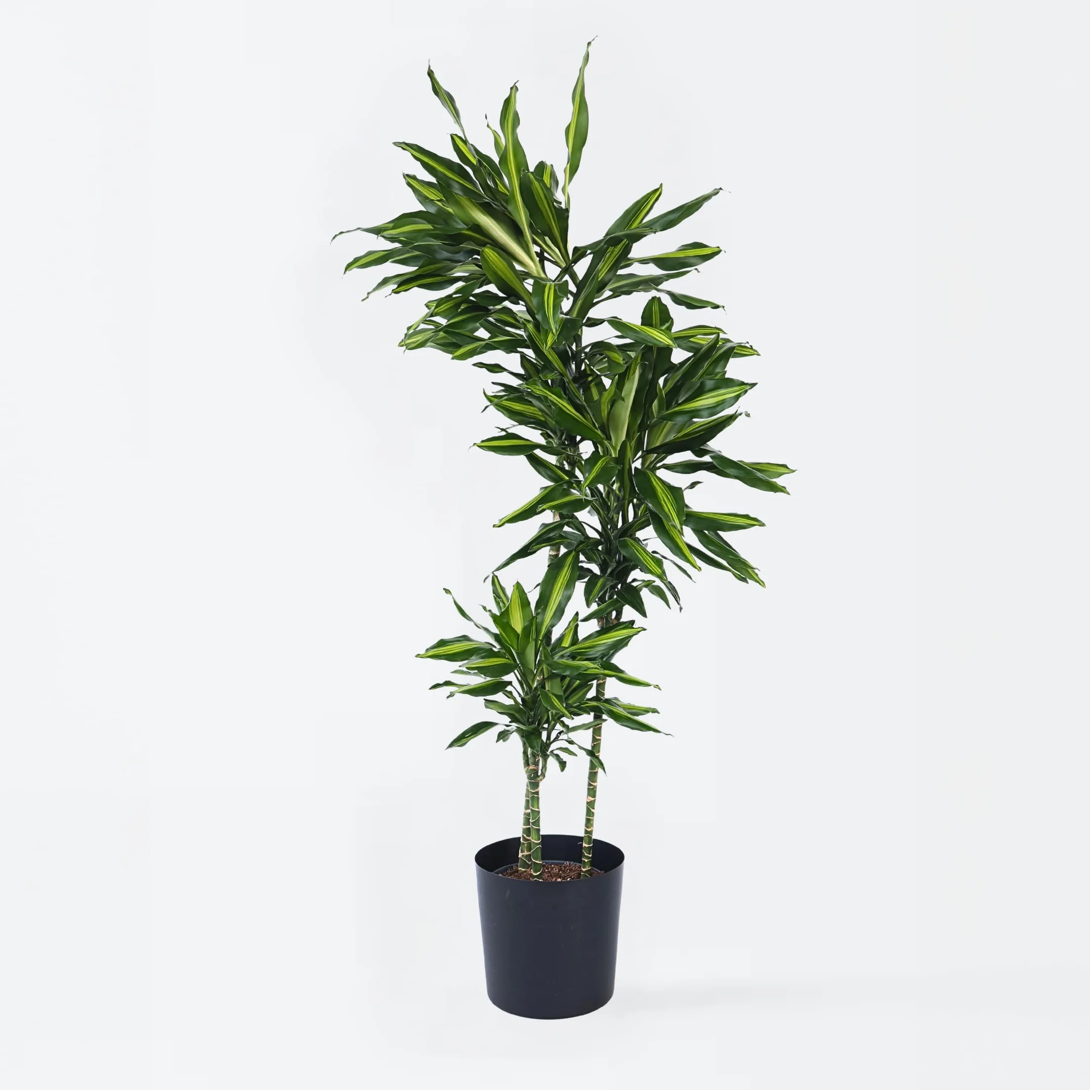 Dracaena fragrans 'Cintho' Smocze drzewo Doniczka 24cm Wysokość 140-150cm