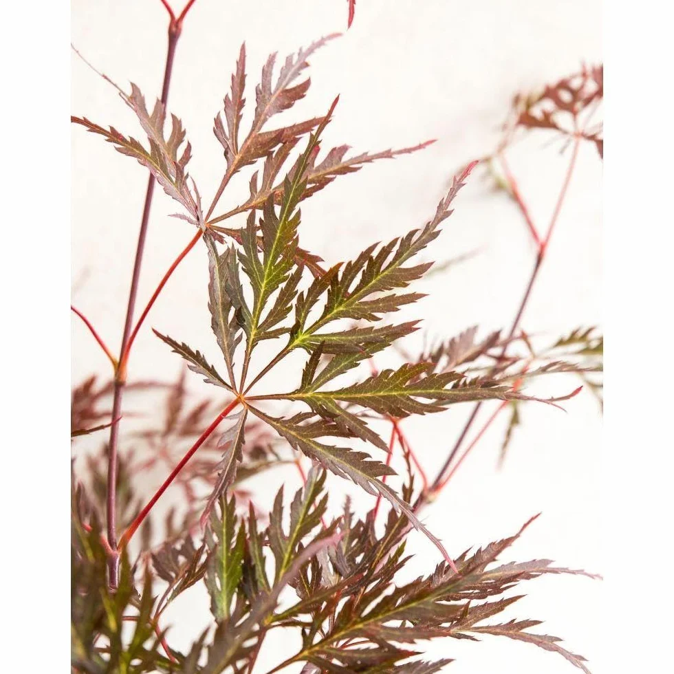 Klon japoński - Acer 'Garnet'