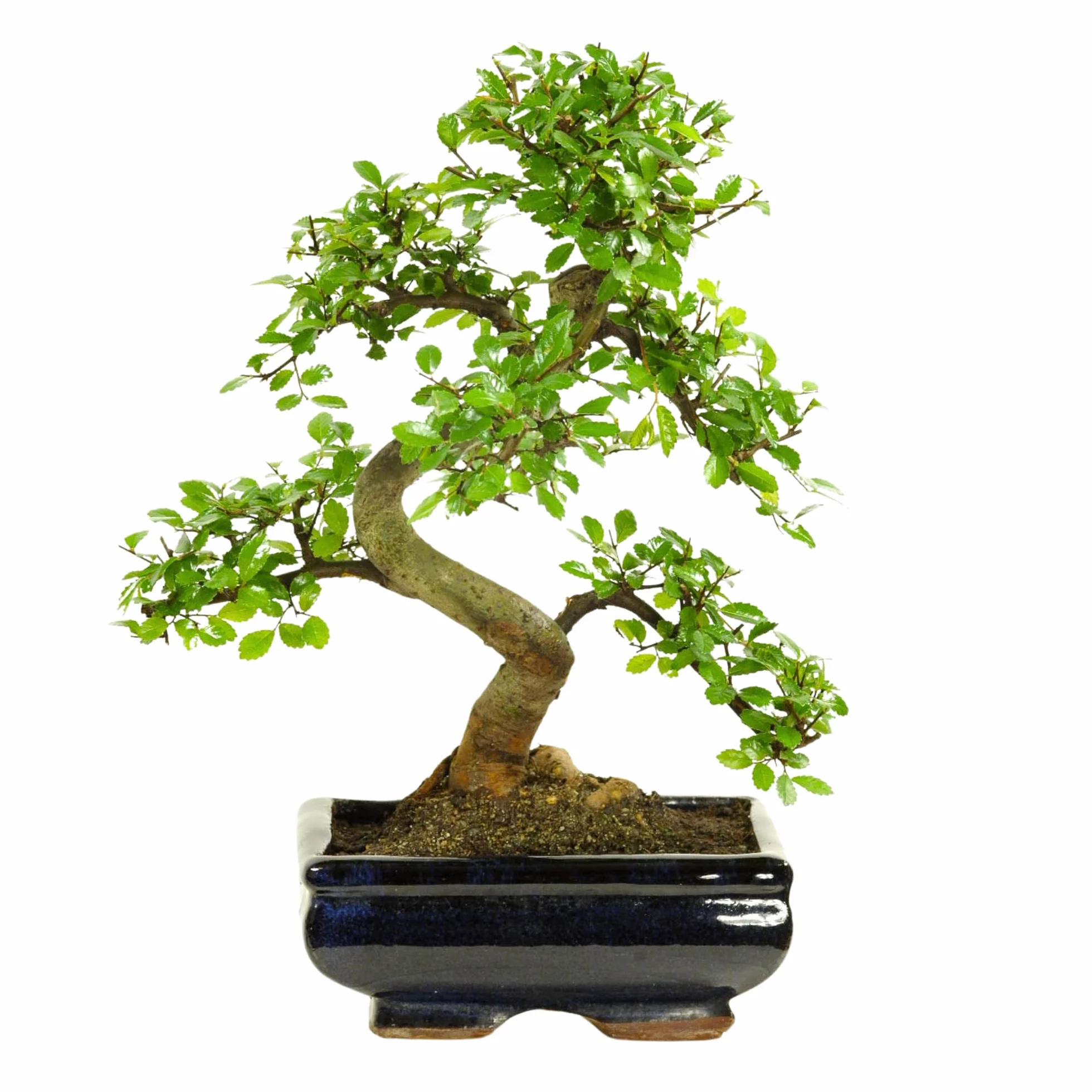 Bonsai z ceramicznym garnkiem Ligustrum Ficus Carmona Podocarpus Chiński wiąz 6-9 lat