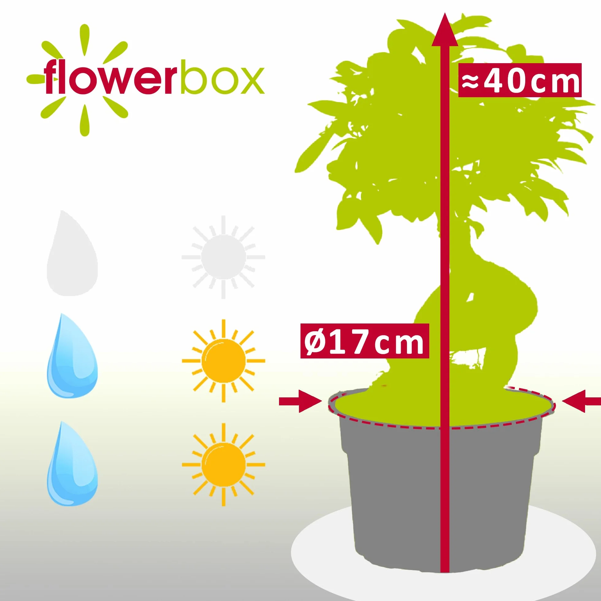 Ficus żeń-szeń chińskie drzewo figowe 40 cm doniczka 17 cm