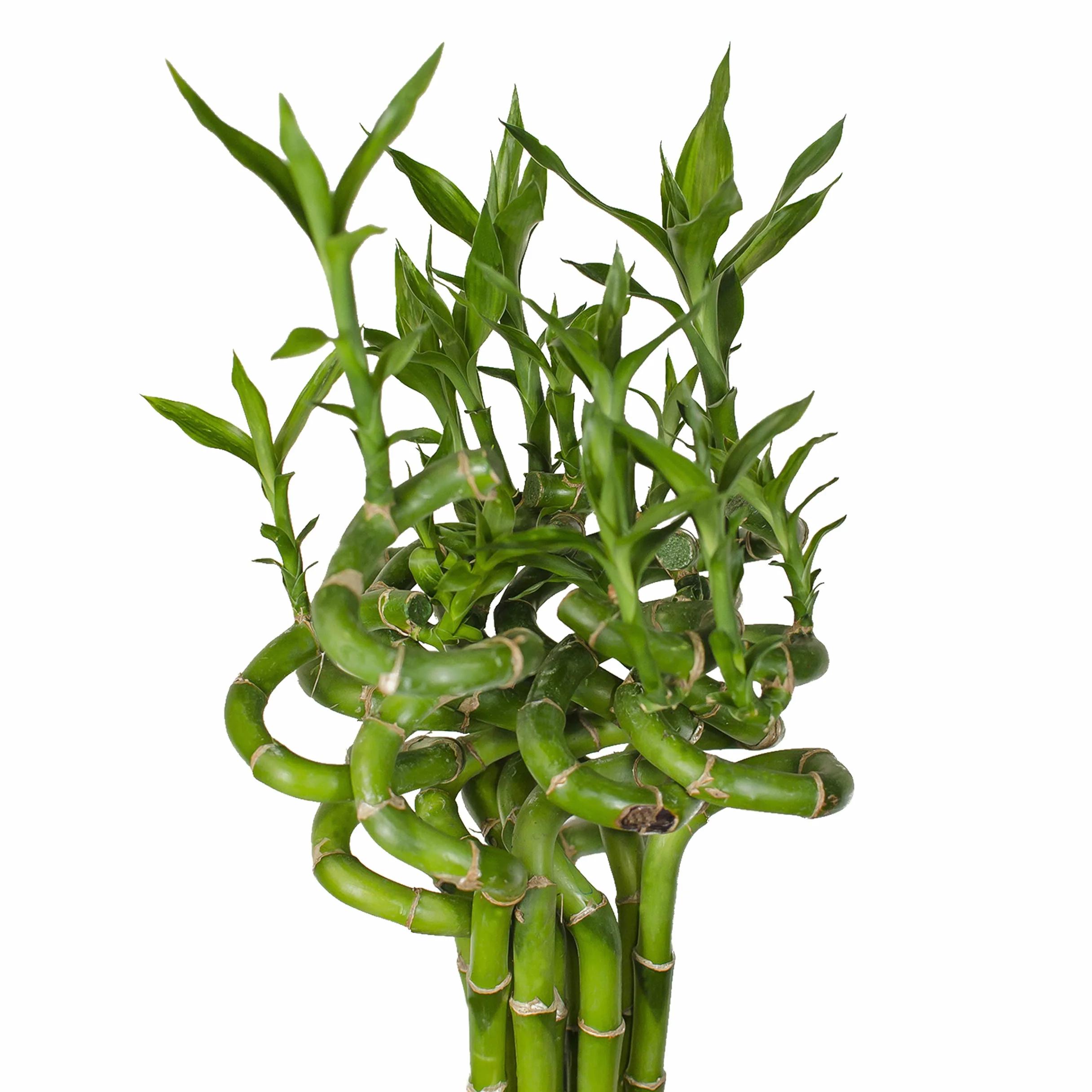 Bambus szczęścia Lucky Bamboo 50 cm spirala Dracaena sanderiana roślina pokojowa