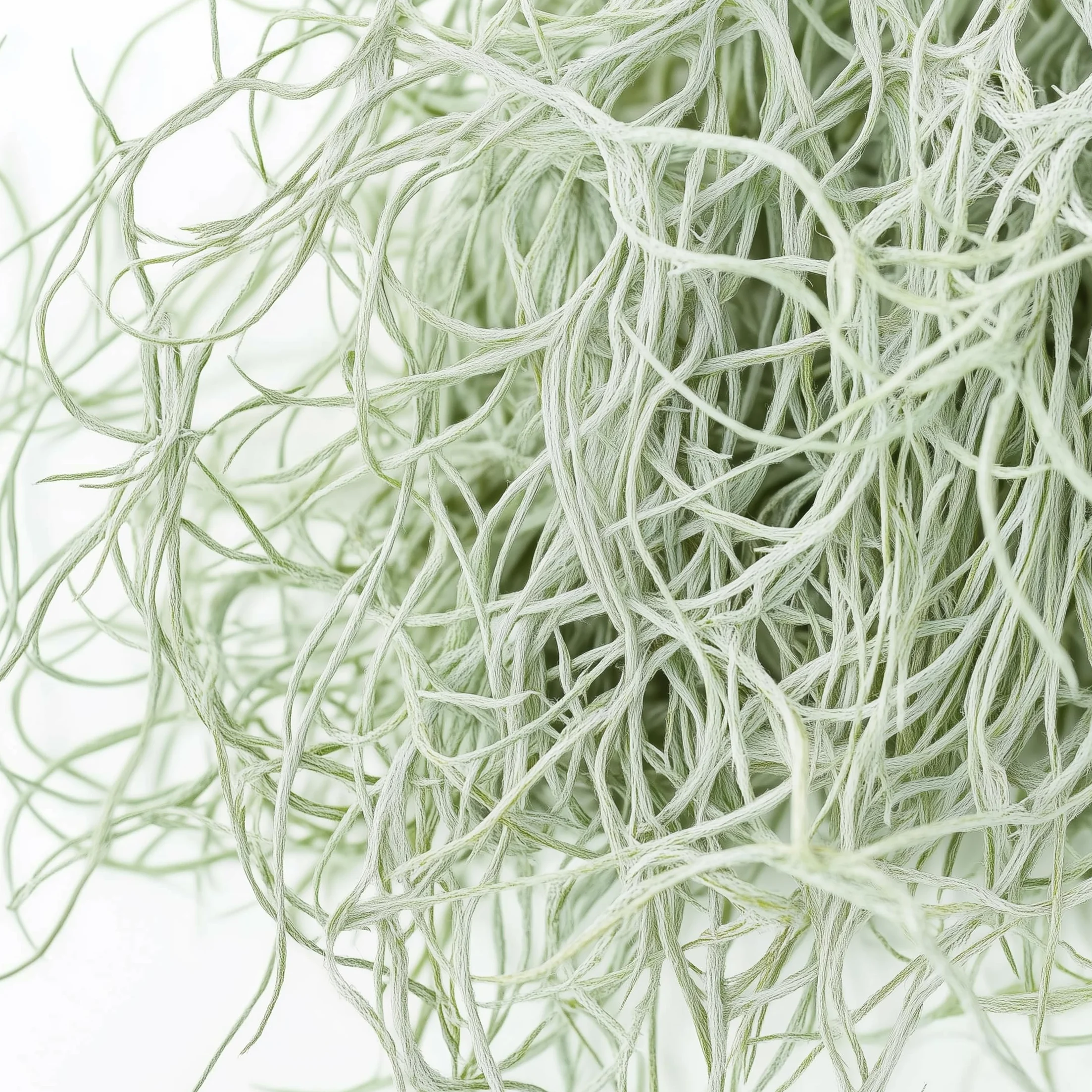 Plant in a Box -