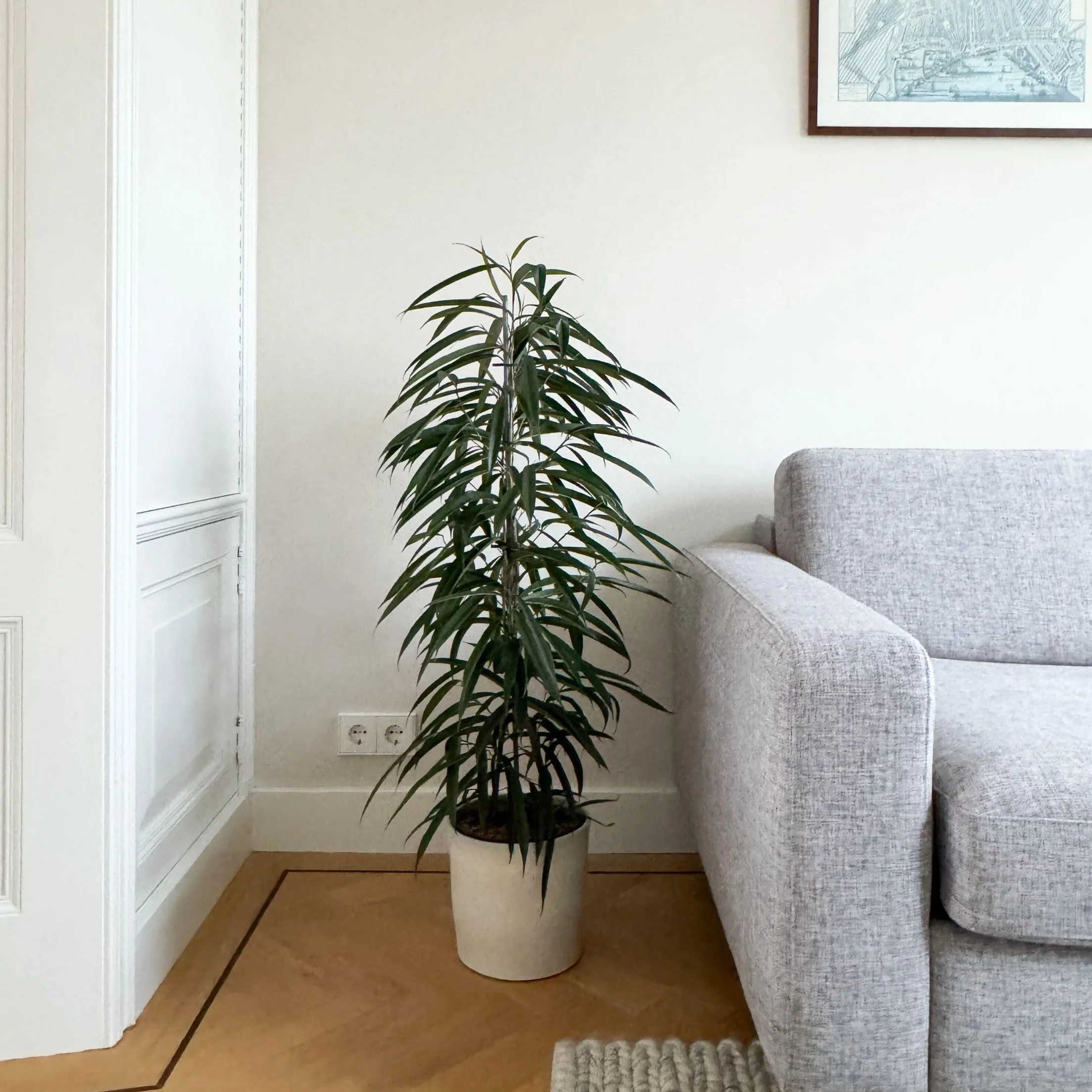 Plant in a Box - Ficus Binnendijckii Alii - Real Houseplant Large - Fiddle Plant - Doniczka 21cm - Wysokość 100-110cm