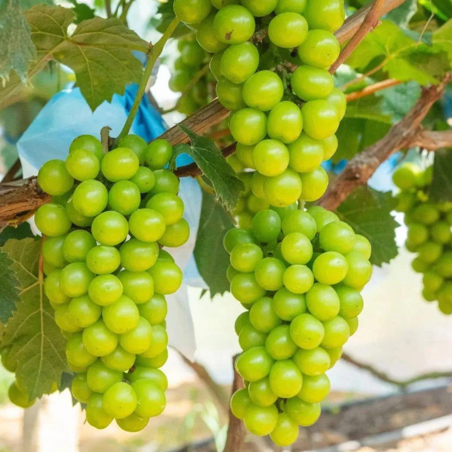Nasiona winogron, 100 szt. Nasiona winogron do sadzenia nasion do sadzenia warzyw i owoców, słodkie nasiona owoców bez GMO Shine-Muscat Grape Home Garden Hydroponic Seeds Posiew