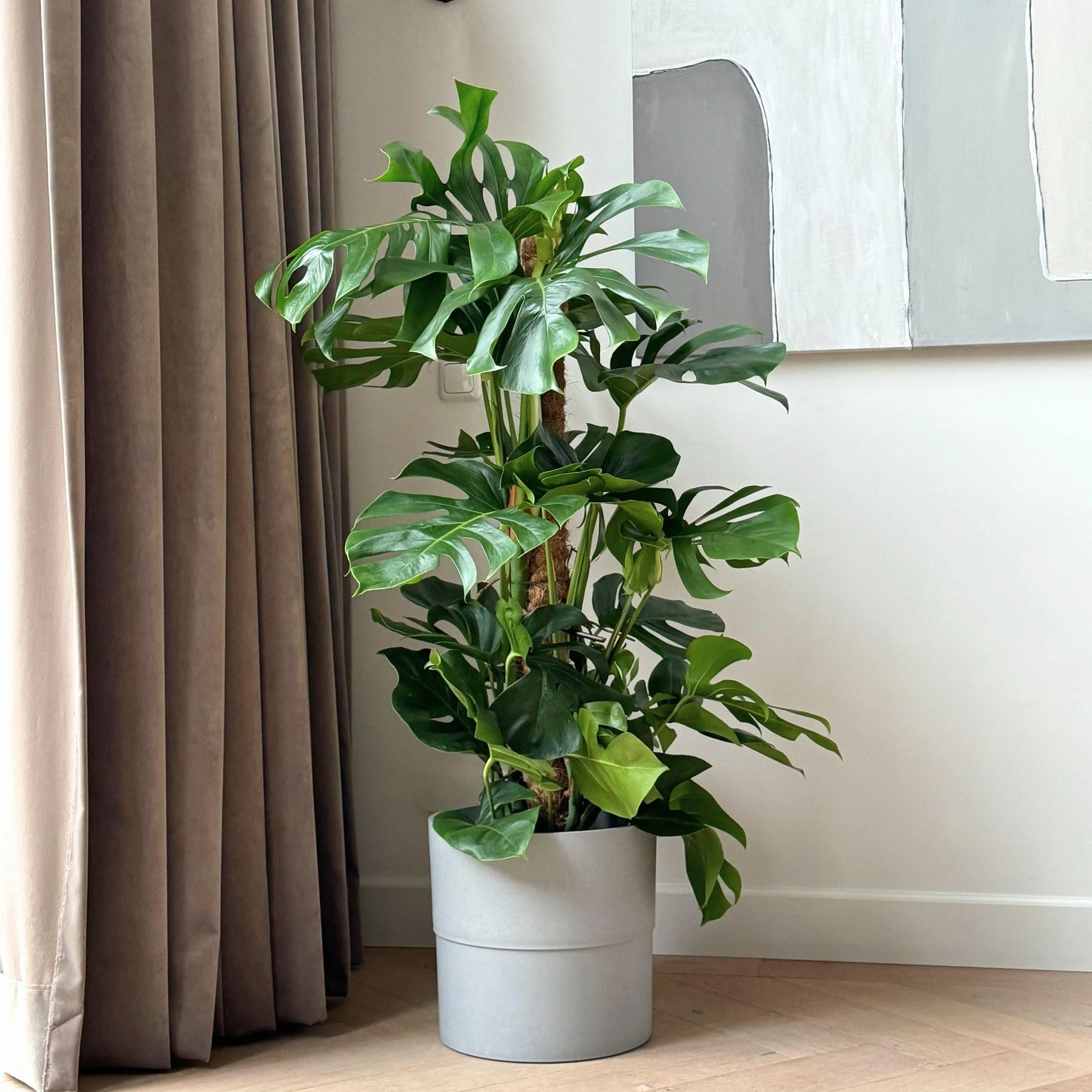 Plant in a Box - Monstera Deliciosa - Dziurawiec - Doniczka 24cm - Wysokość 120-130cm