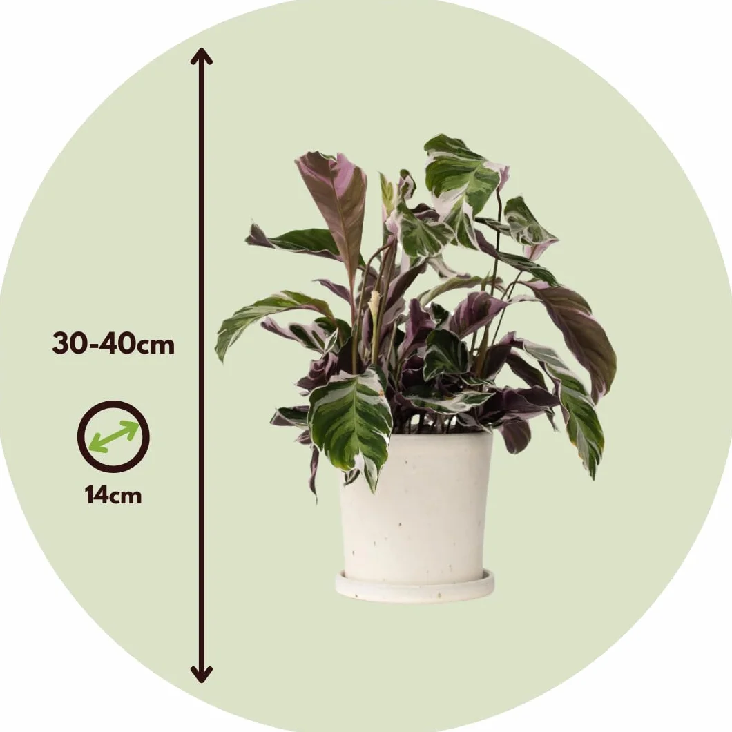 Calathea 'Fusion White' Kalatea 14cm 30-40cm