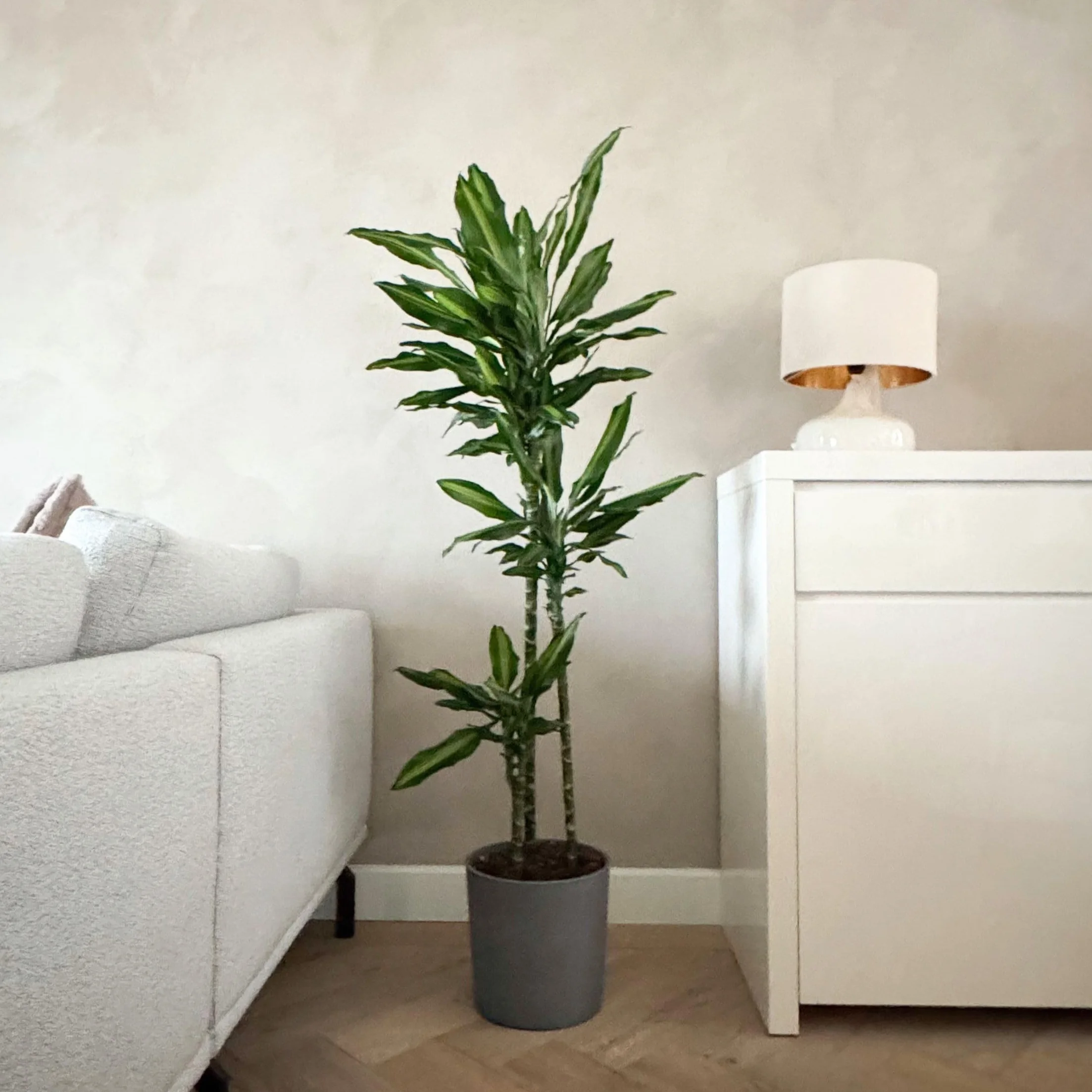 Dracaena fragrans 'Cintho' Smocze drzewo Doniczka 24cm Wysokość 140-150cm