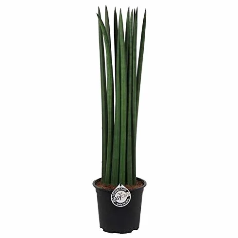 Sansevieria Cylindrica Straight ok. 50 cm konopie łukowe język teściowej lepsze powietrze w pomieszczeniu