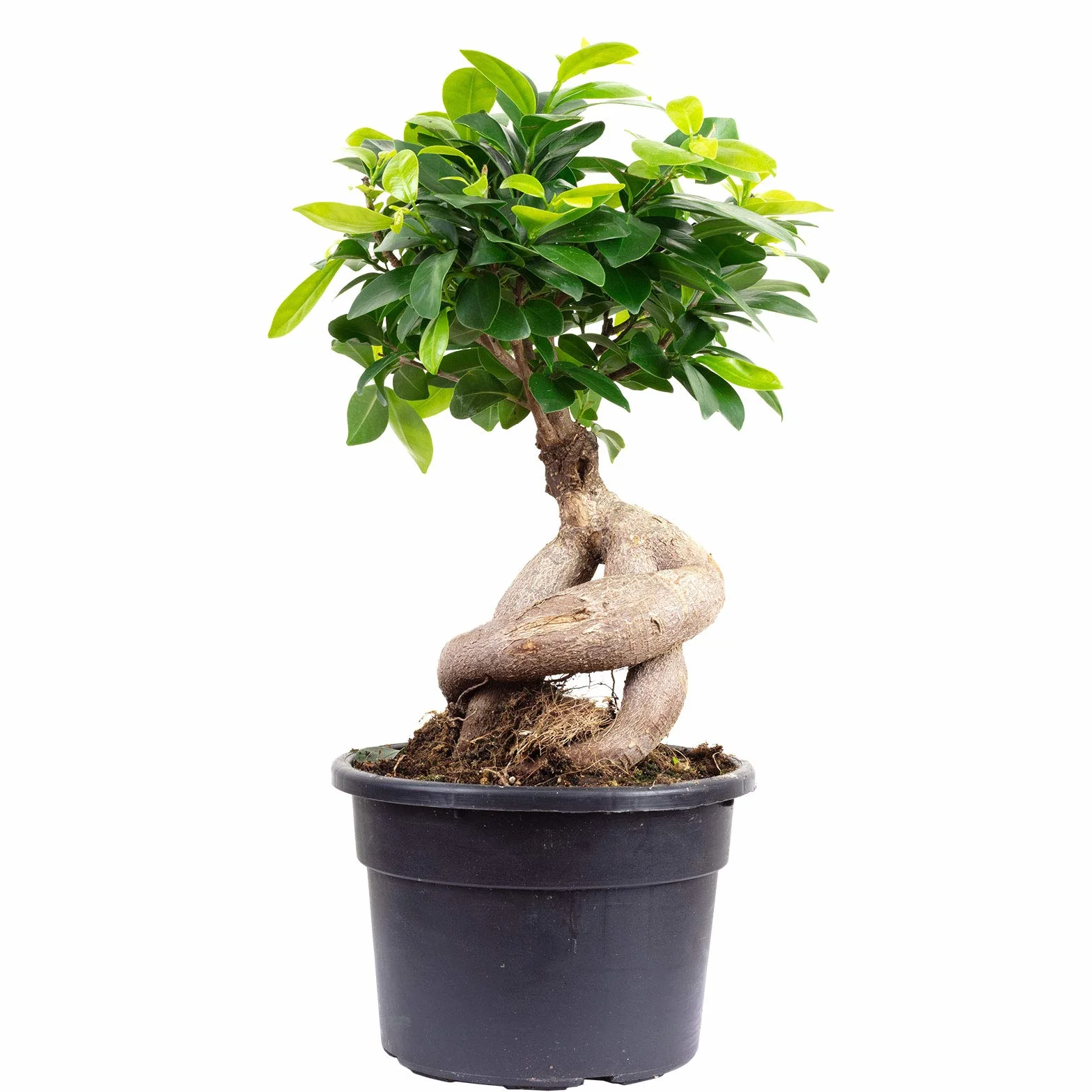 Ficus żeń-szeń chińskie drzewo figowe 40 cm doniczka 17 cm