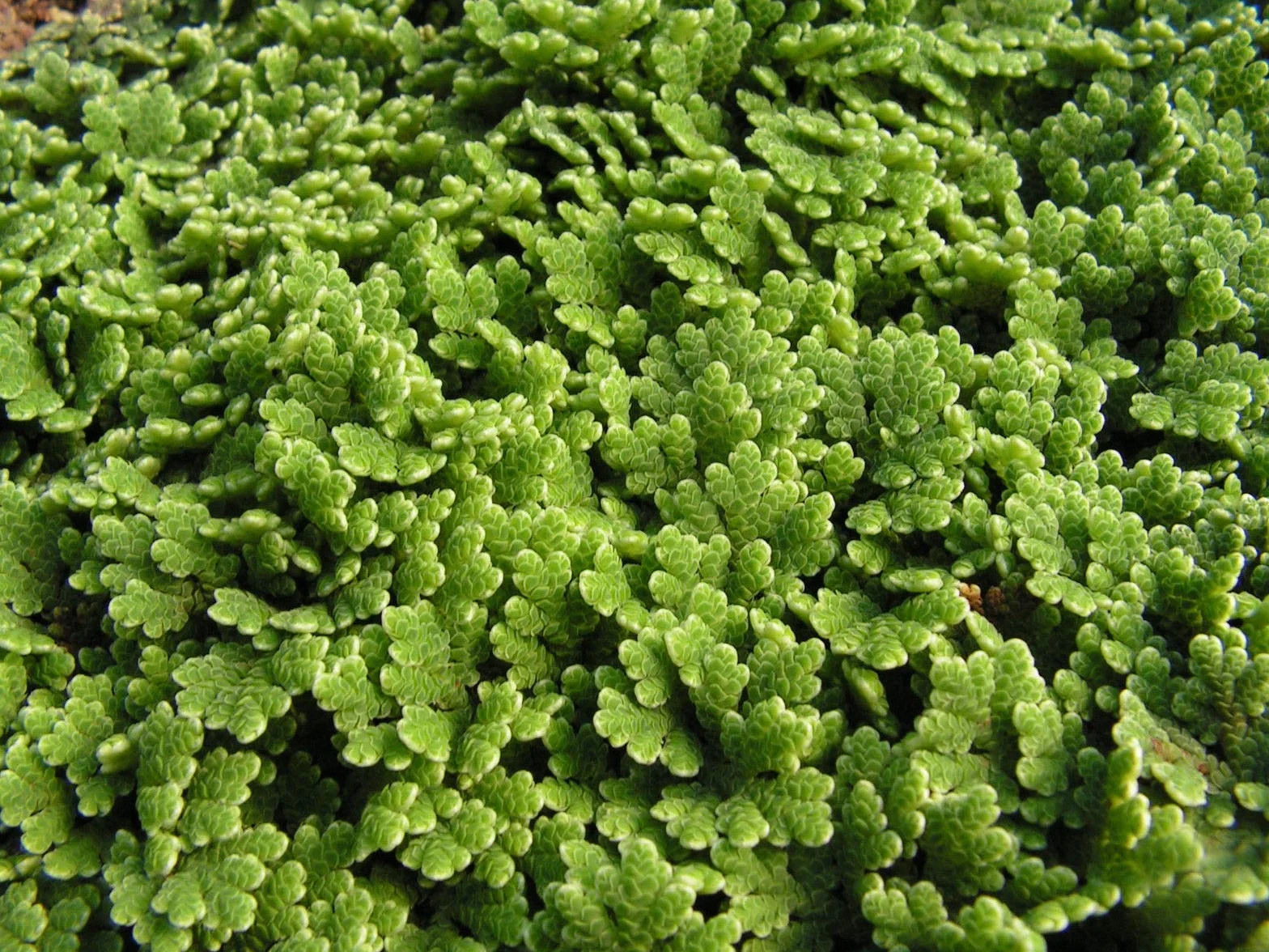 Portal Cool Azolla Caroliniana Feenmoos mrozoodporna paproć