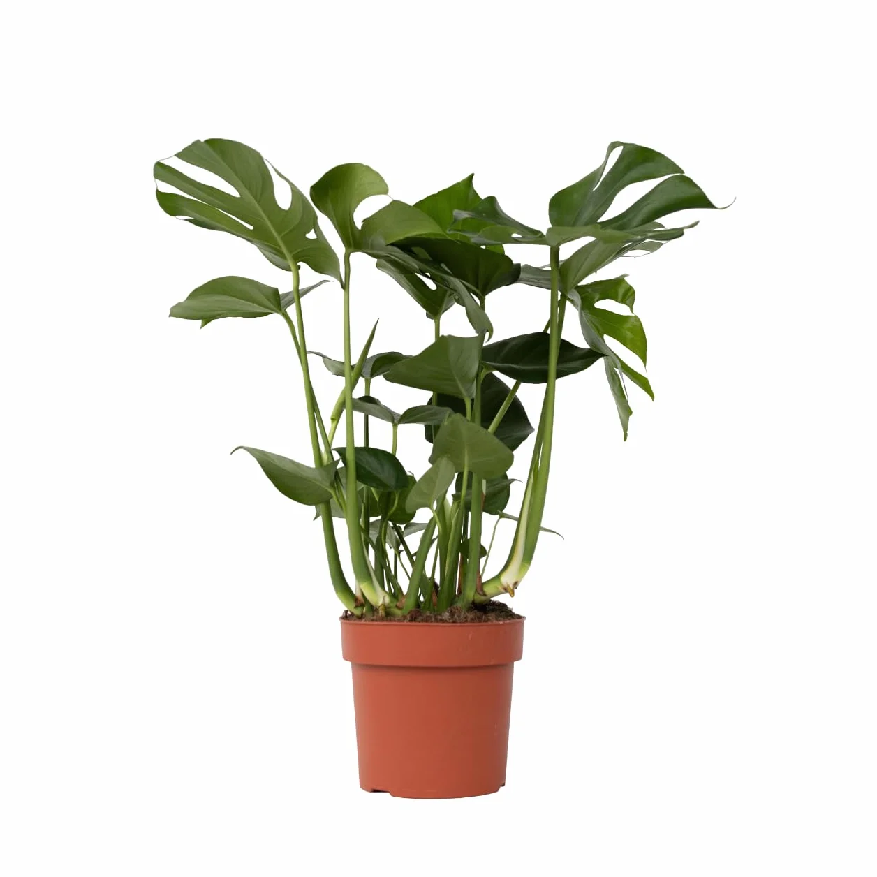 Plant in a Box - Monstera Deliciosa XL - Roślina z dziurami - Doniczka 21cm - Wysokość 70-80cm