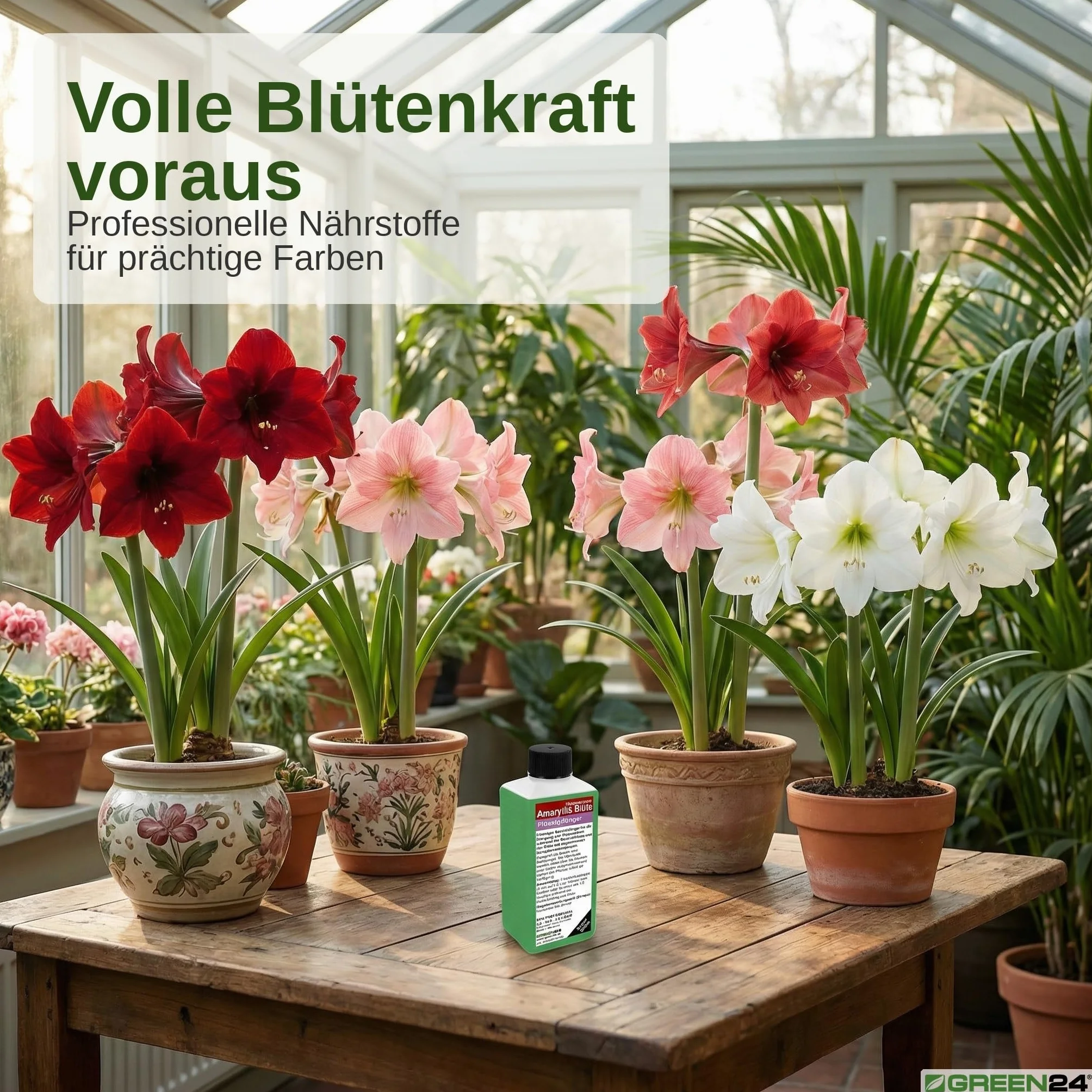 GREEN24 Amaryllis nawóz płynny HIGHTECH do kwitnienia