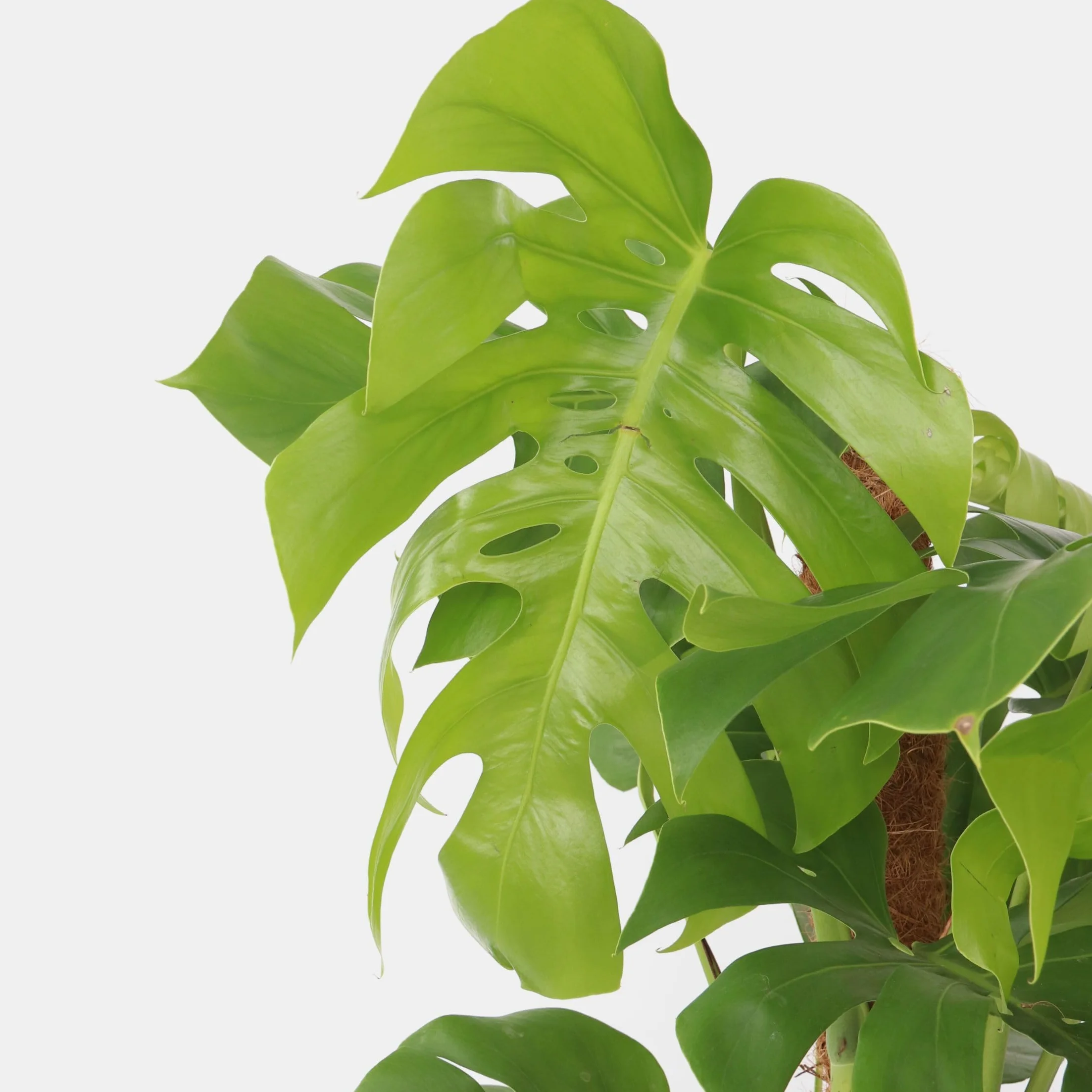 Plant in a Box - Monstera Deliciosa - Dziurawiec - Doniczka 24cm - Wysokość 120-130cm