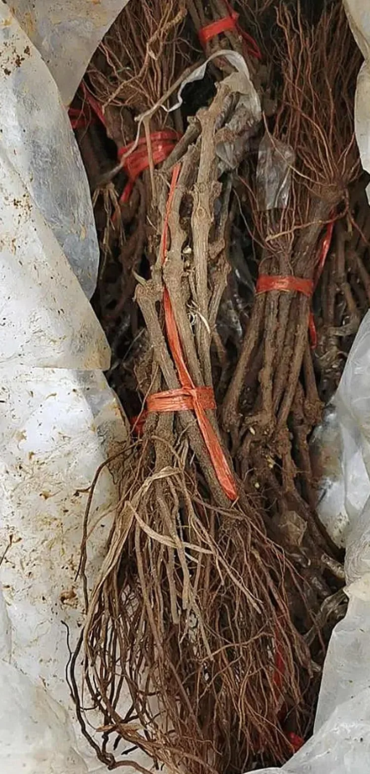 Winogrono do sadzenia, doskonały wyświetlacz, mieszanka zielonych kwiatów, organiczny i naturalny - 1bulb-e