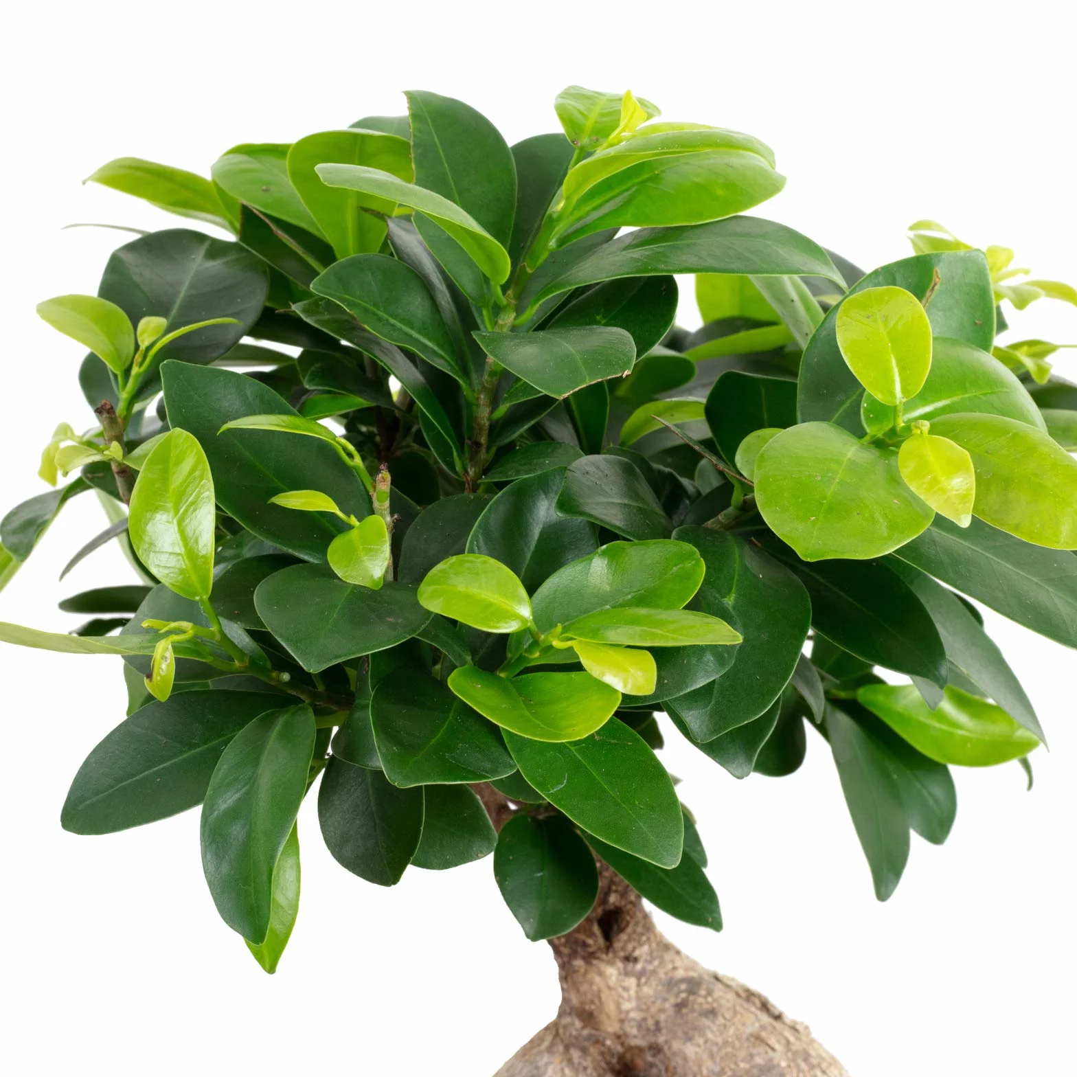 Ficus żeń-szeń chińskie drzewo figowe 40 cm doniczka 17 cm