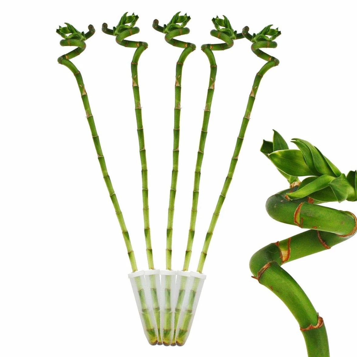 Zestaw 5 szt. bambus szczęścia "Lucky Bamboo" w kształcie spirali w rurce Dracaena Sanderiana ok. 40 cm wysokości
