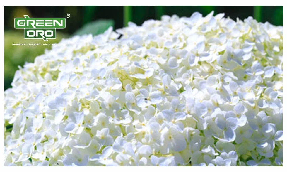 FLOWERS ACID 24KG - Długodziałający nawóz do hortensji i roślin kwasolubnych.