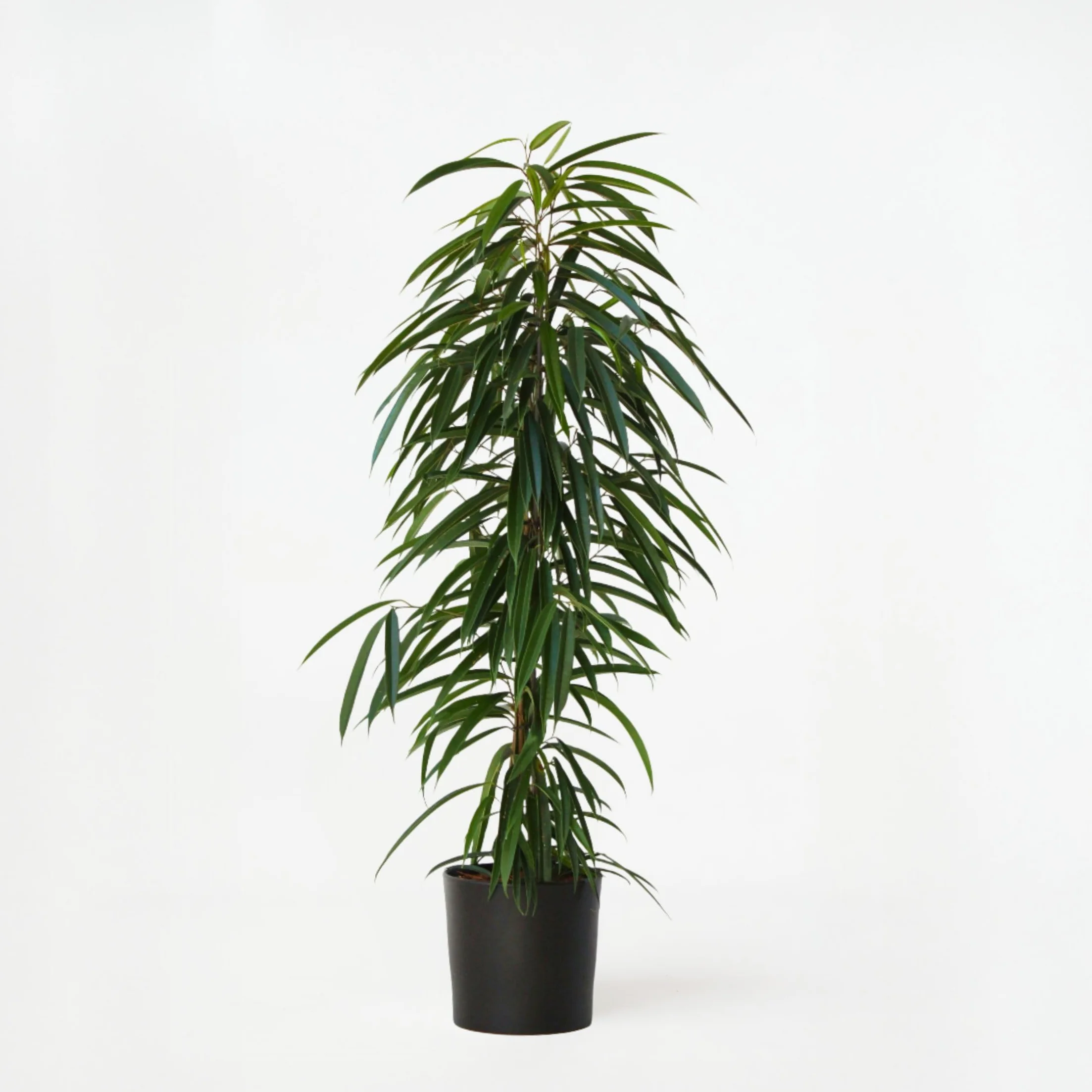 Plant in a Box - Ficus Binnendijckii Alii - Real Houseplant Large - Fiddle Plant - Doniczka 21cm - Wysokość 100-110cm