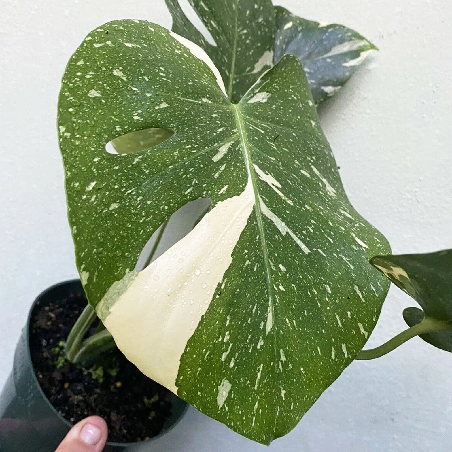 Nasiona Monstera Deliciosa 30 szt. Szybko rosnące Odporne na suszę Wysoka przeżywalność Łatwe kiełkowanie