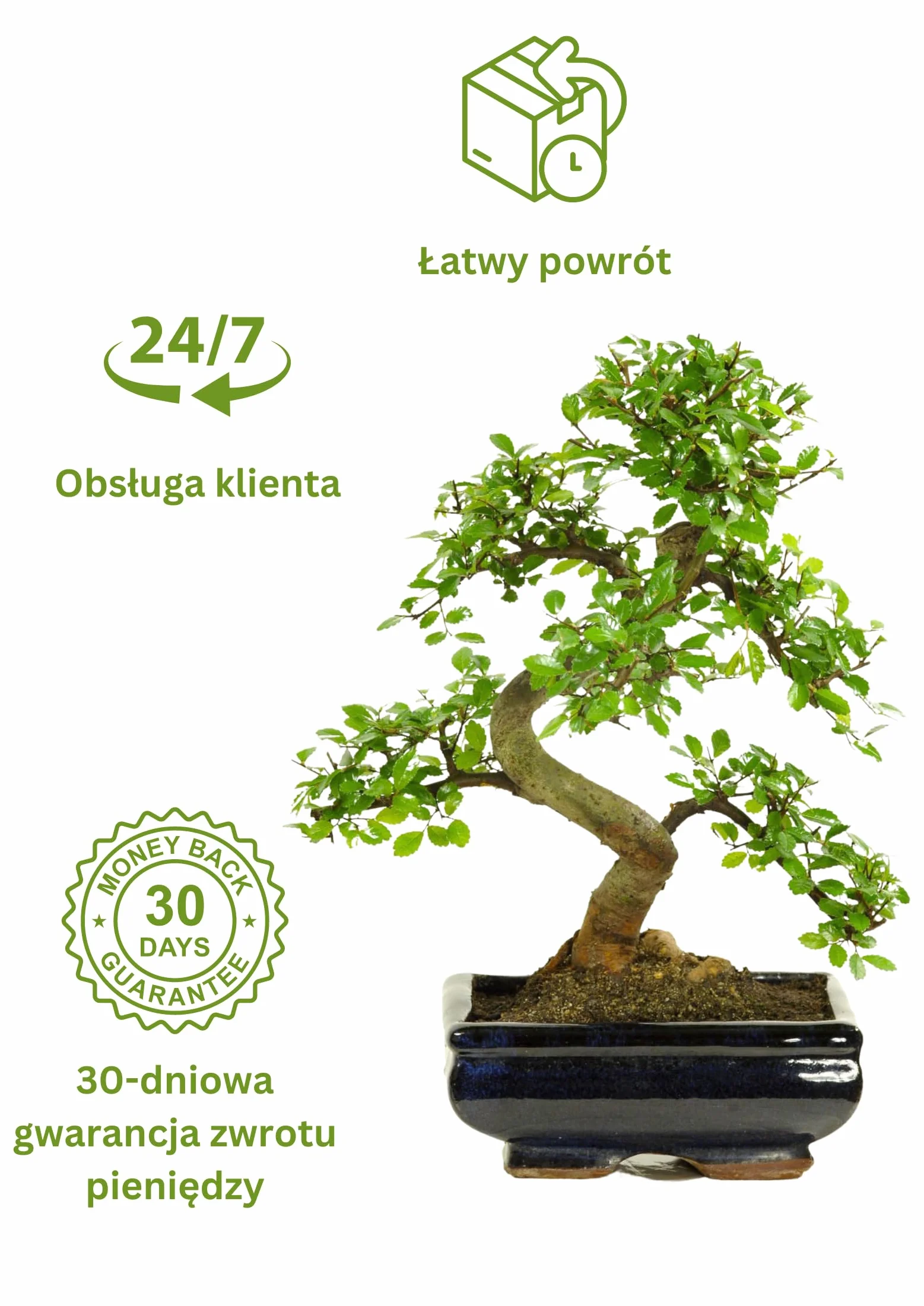 Drzewko Bonsai z Ceramiczną Doniczką - Ligustrum, Ficus, Carmona, Podocarpus, Wiąz Chiński - Ok. 6-9 lat (Rozmiar doniczki 20 cm)