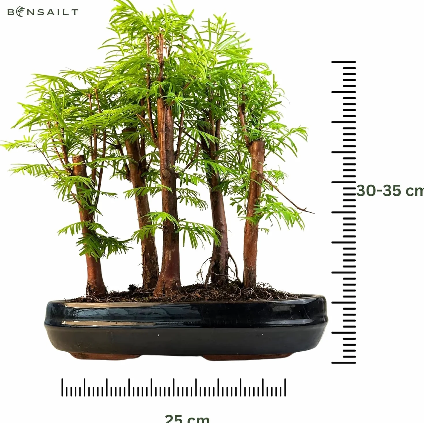 Bonsai las Metasequoia – żywy sekwoja w doniczce 25 cm, do użytku wewnątrz i na zewnątrz, rzadki pomysł na prezent, łatwa w pielęgnacji, roślina dekoracyjna do domu i biura