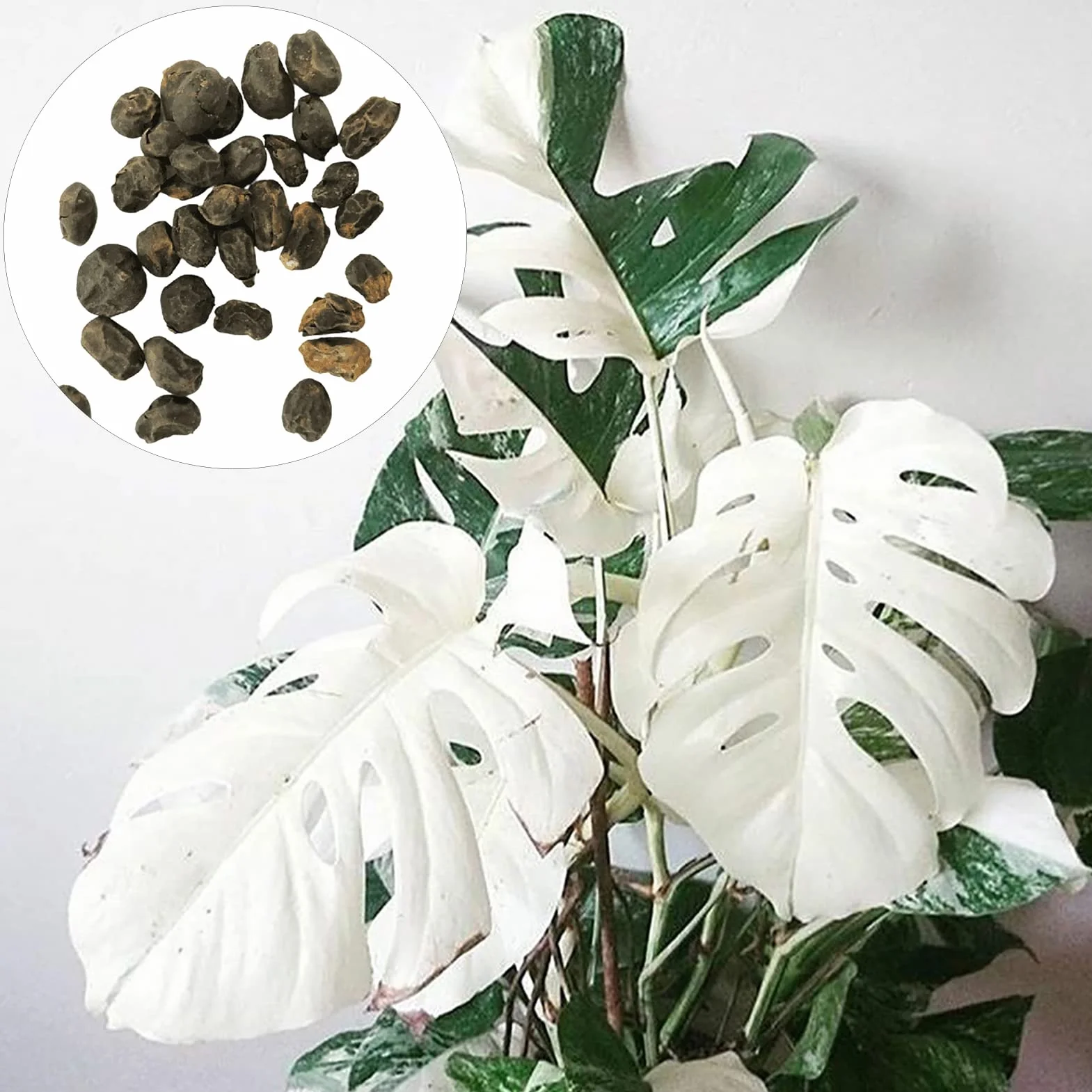 Nasiona Monstera Deliciosa 30 szt. Szybko rosnące Odporne na suszę Wysoka przeżywalność Łatwe kiełkowanie