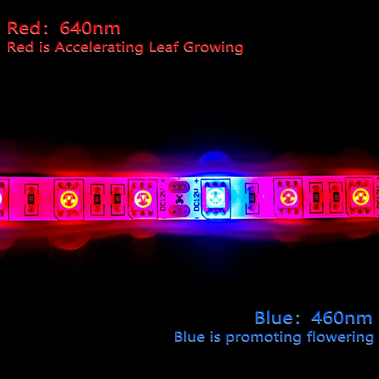Taśma LED do uprawy roślin SMD 5050 IP65 wodoszczelna pełne spektrum DC 12V czerwony niebieski 3:1