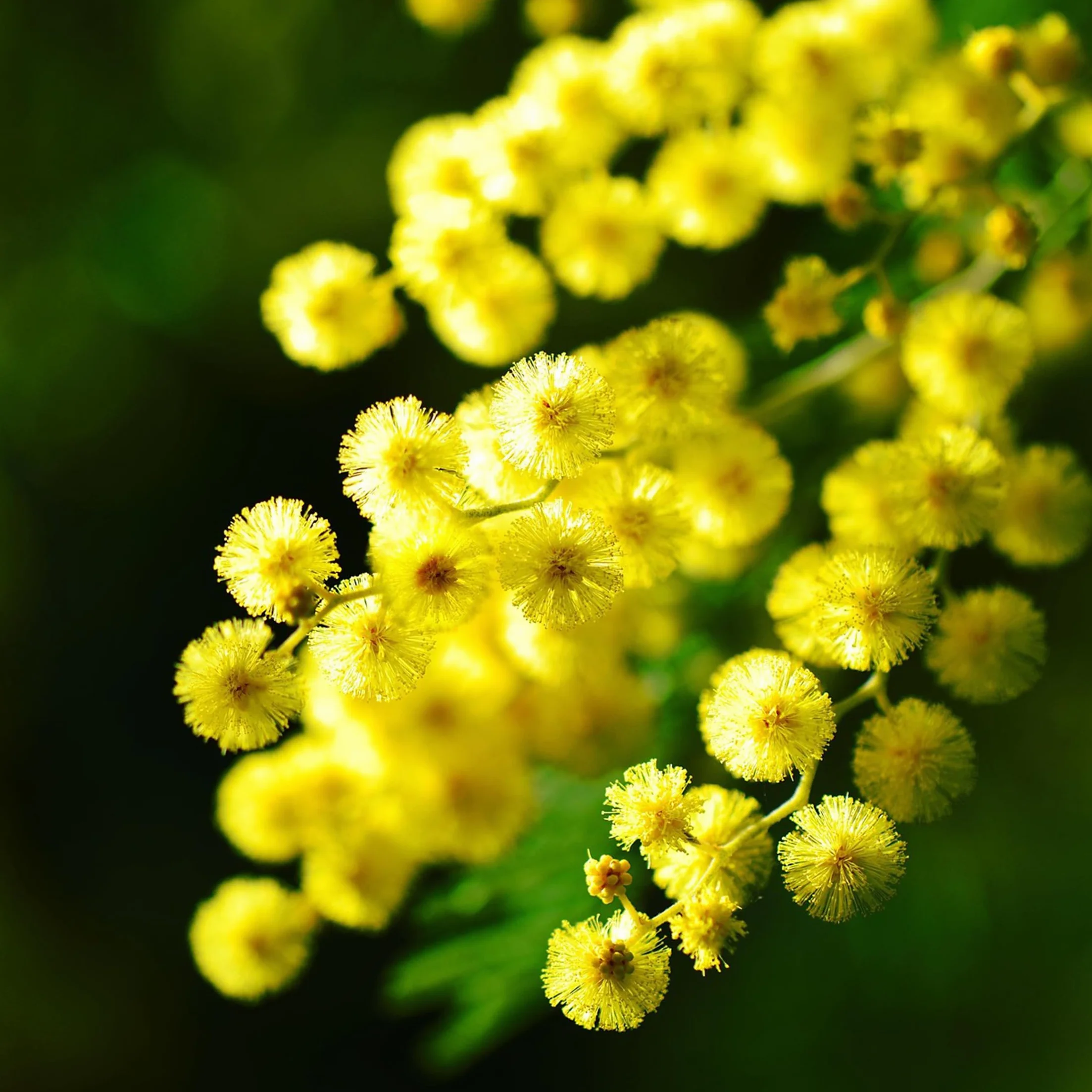 Plant in a Box - Akacja Srebrzysta - Acacia dealbata Mimosa - Zestaw 3 sztuk - Doniczka 9 cm - Wysokość 25-40cm - Rośliny ogrodowe