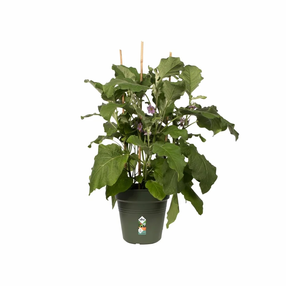 Elho Green Basics doniczka do uprawy 30 – garnek do uprawy i zbiorów – Ø 30,0 x wys. 27,7 cm – zielony/zielony liściasty